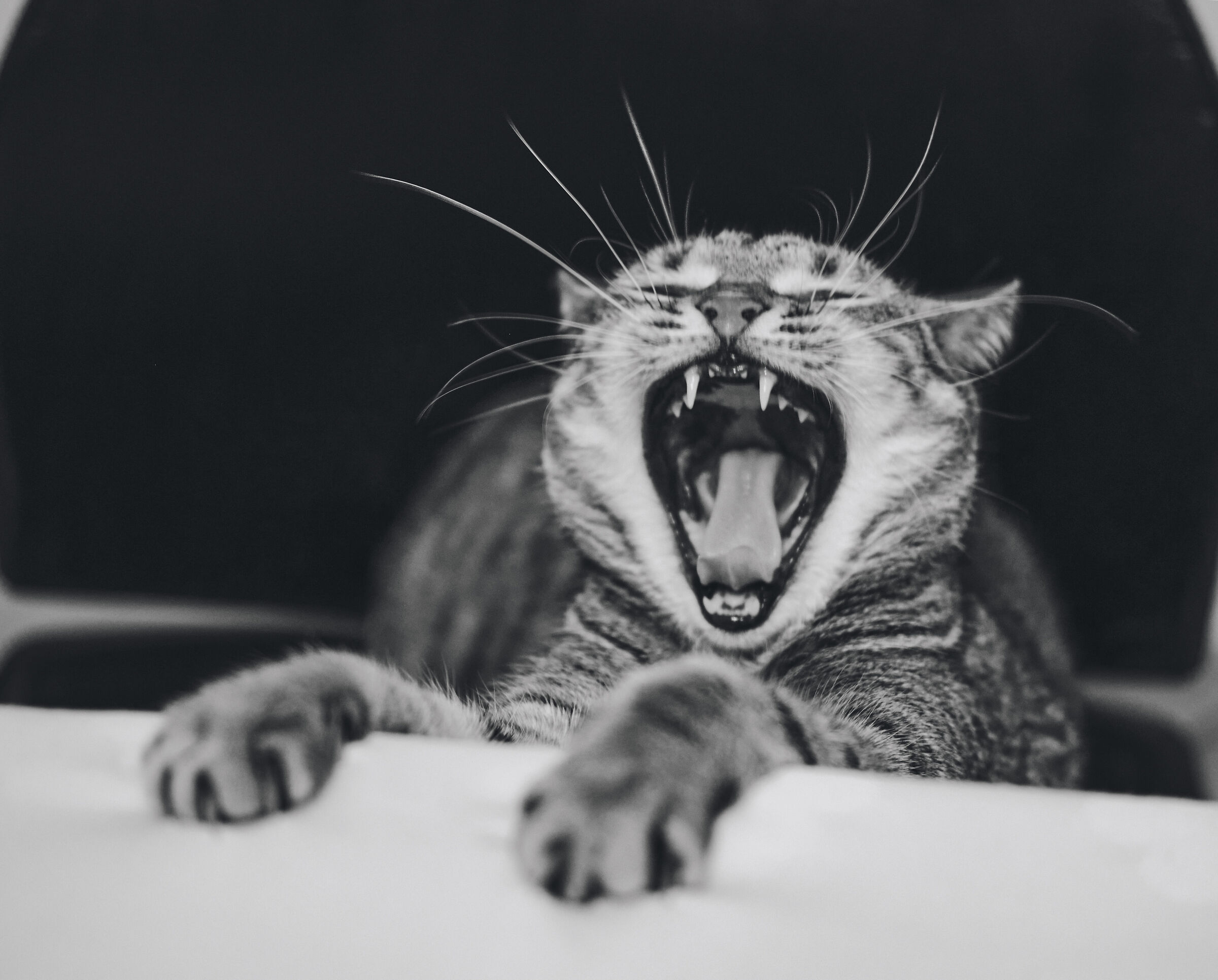 The yawn of the predator