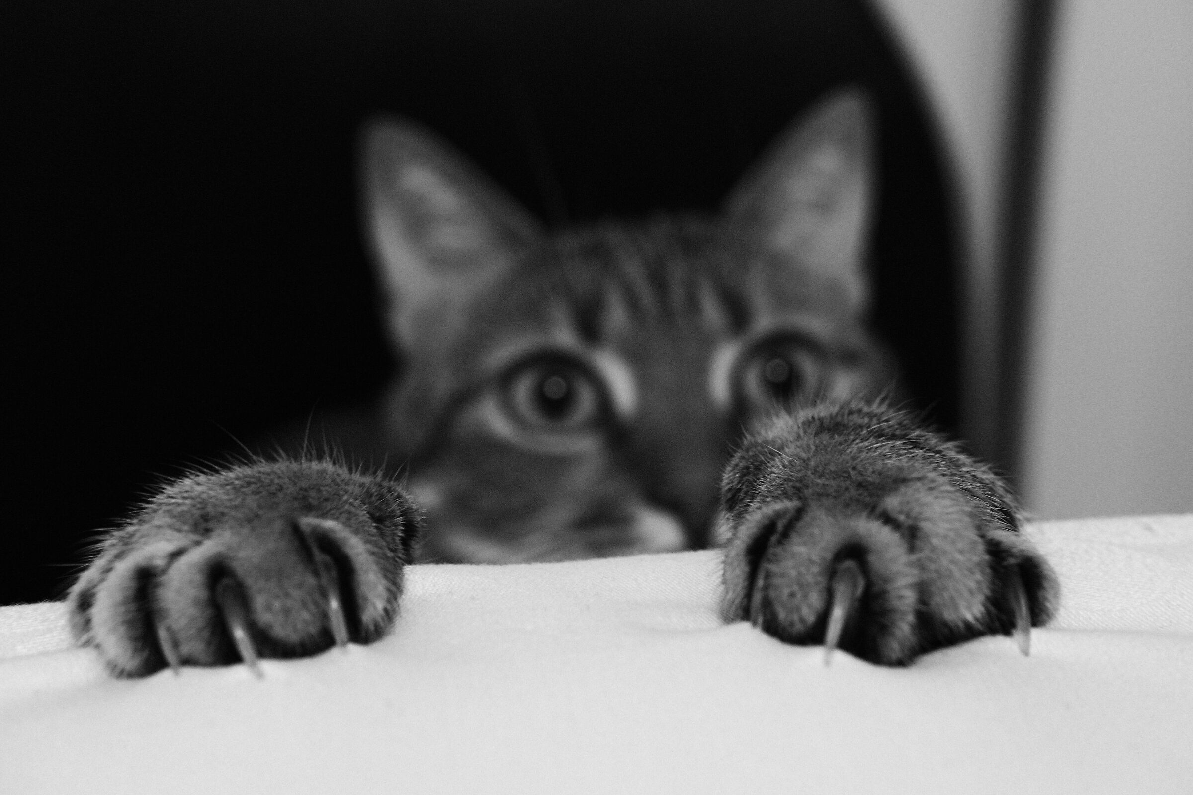 Lurking paws