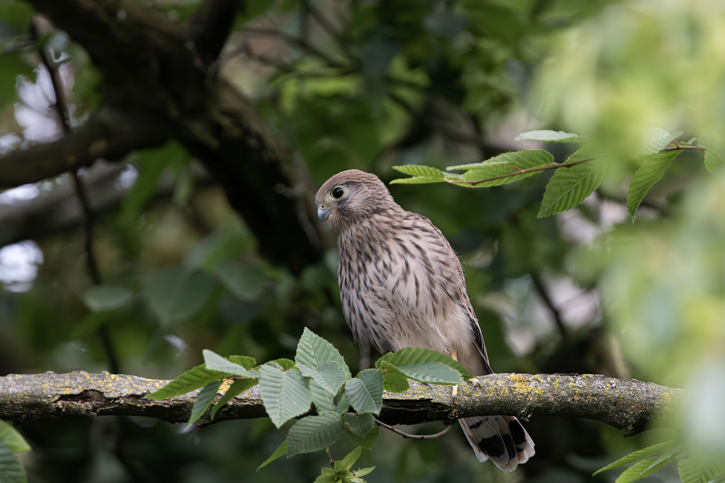 Young kestrel