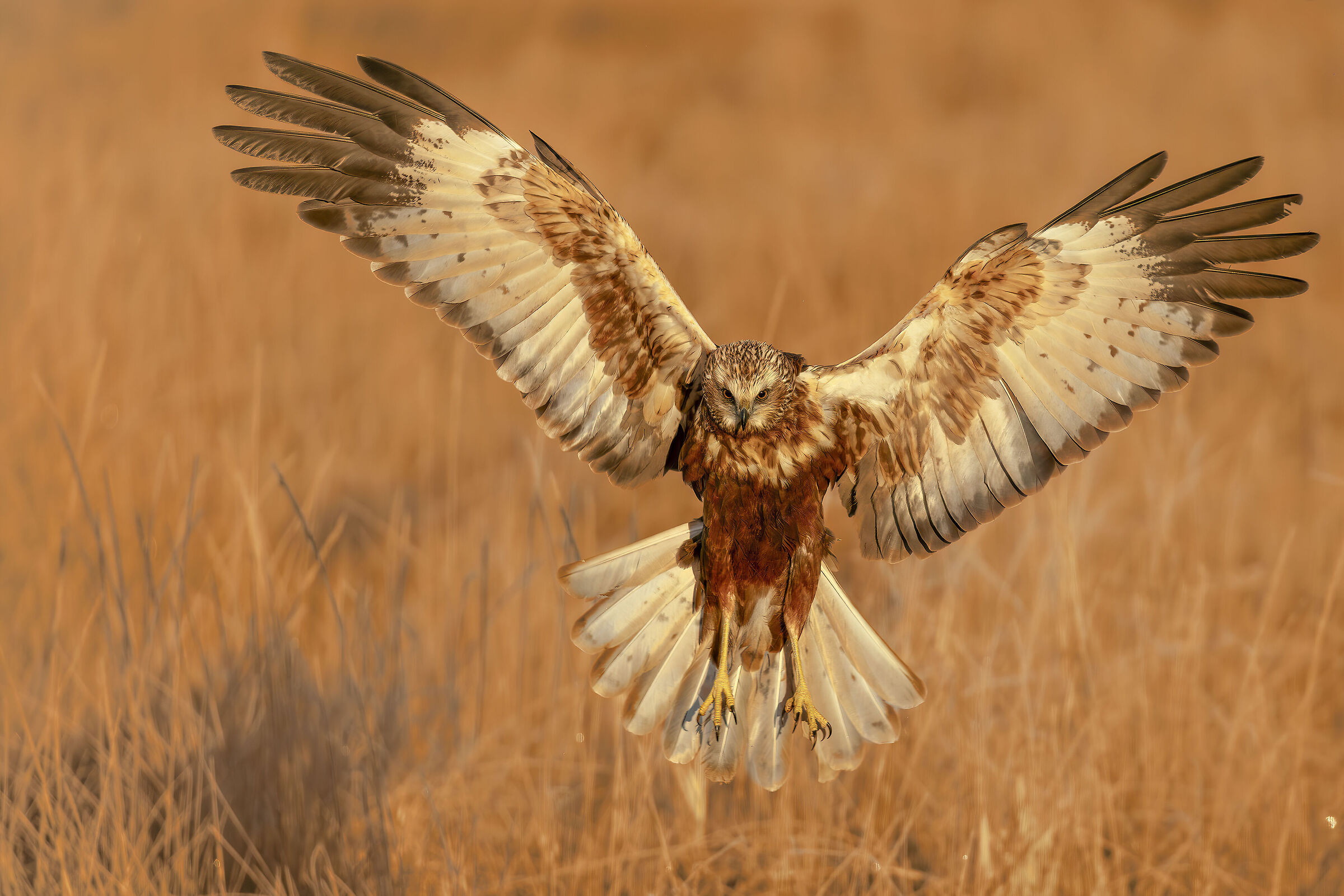 Marsh Harrier - Female Hunting