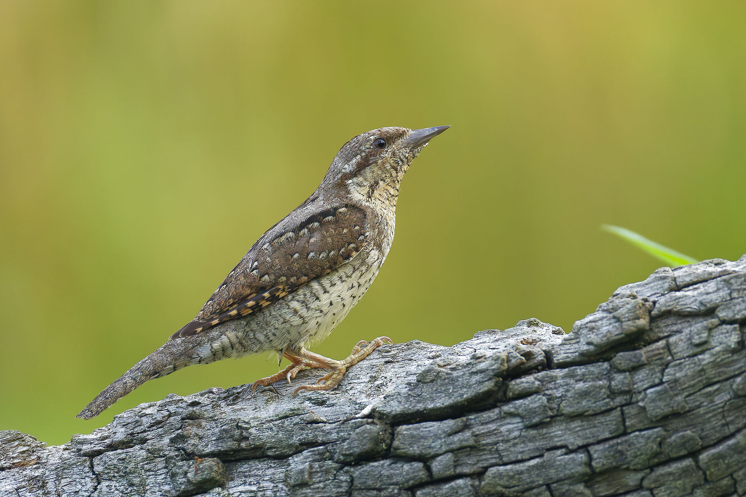 Wryneck