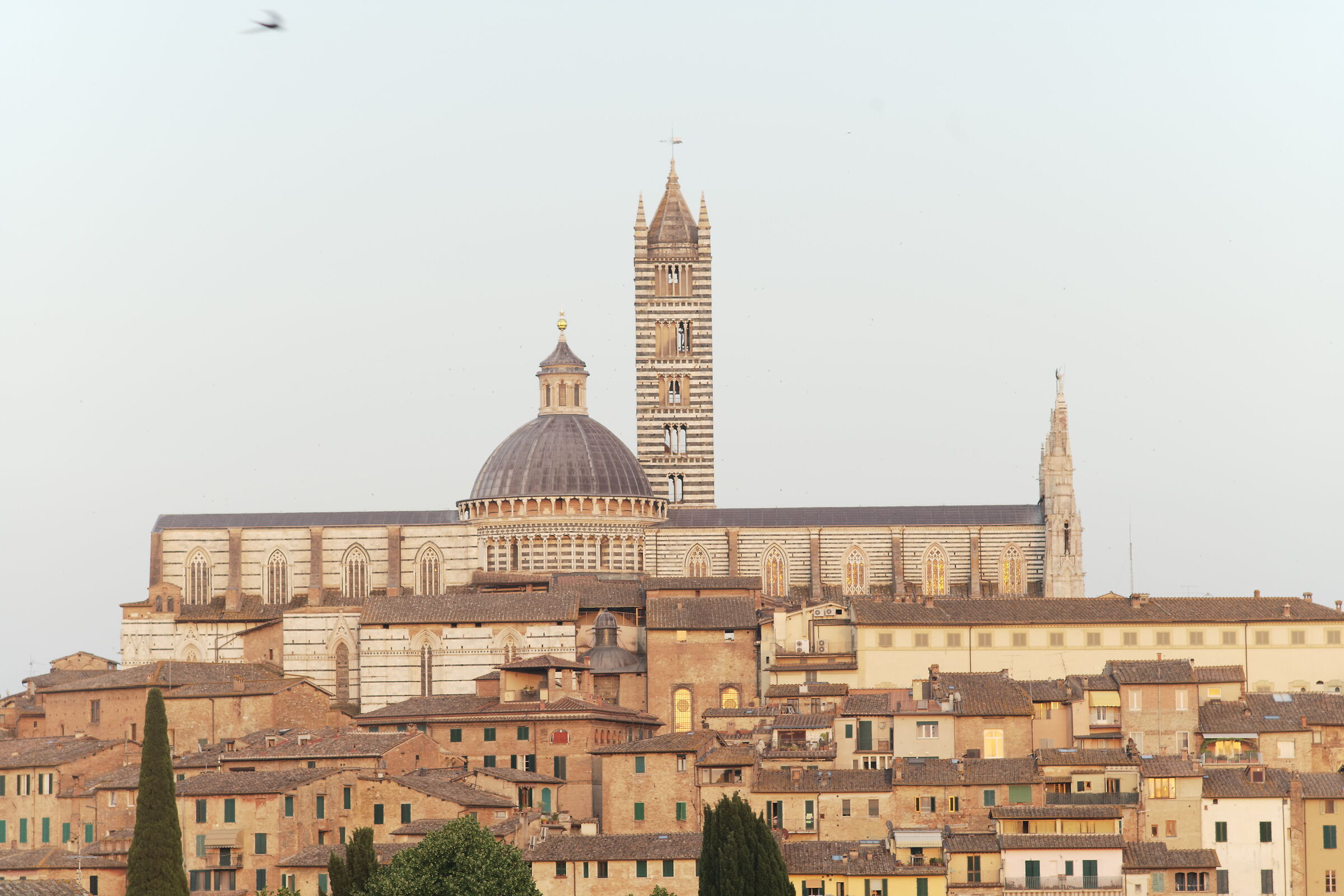 Siena