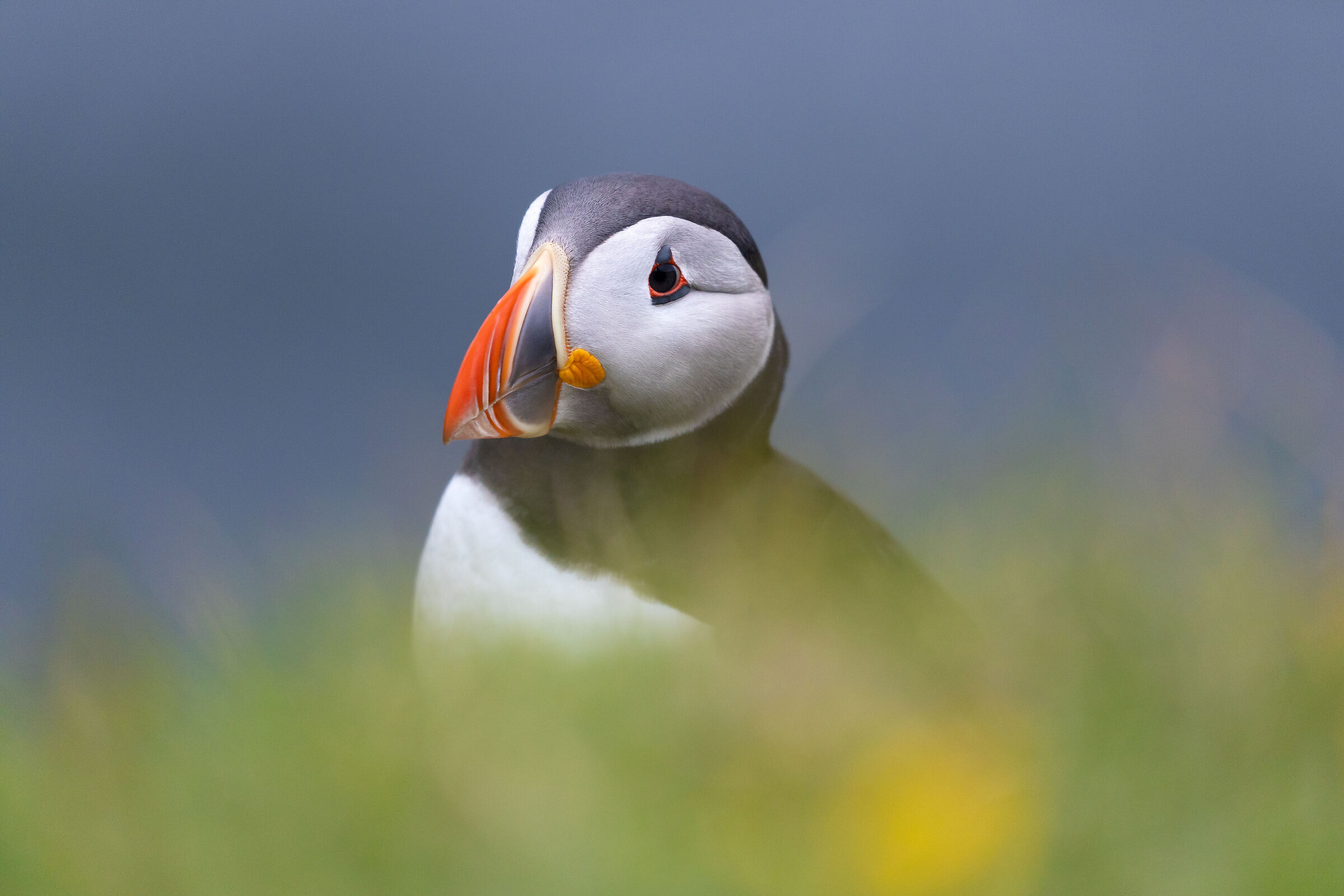the sweet Puffins