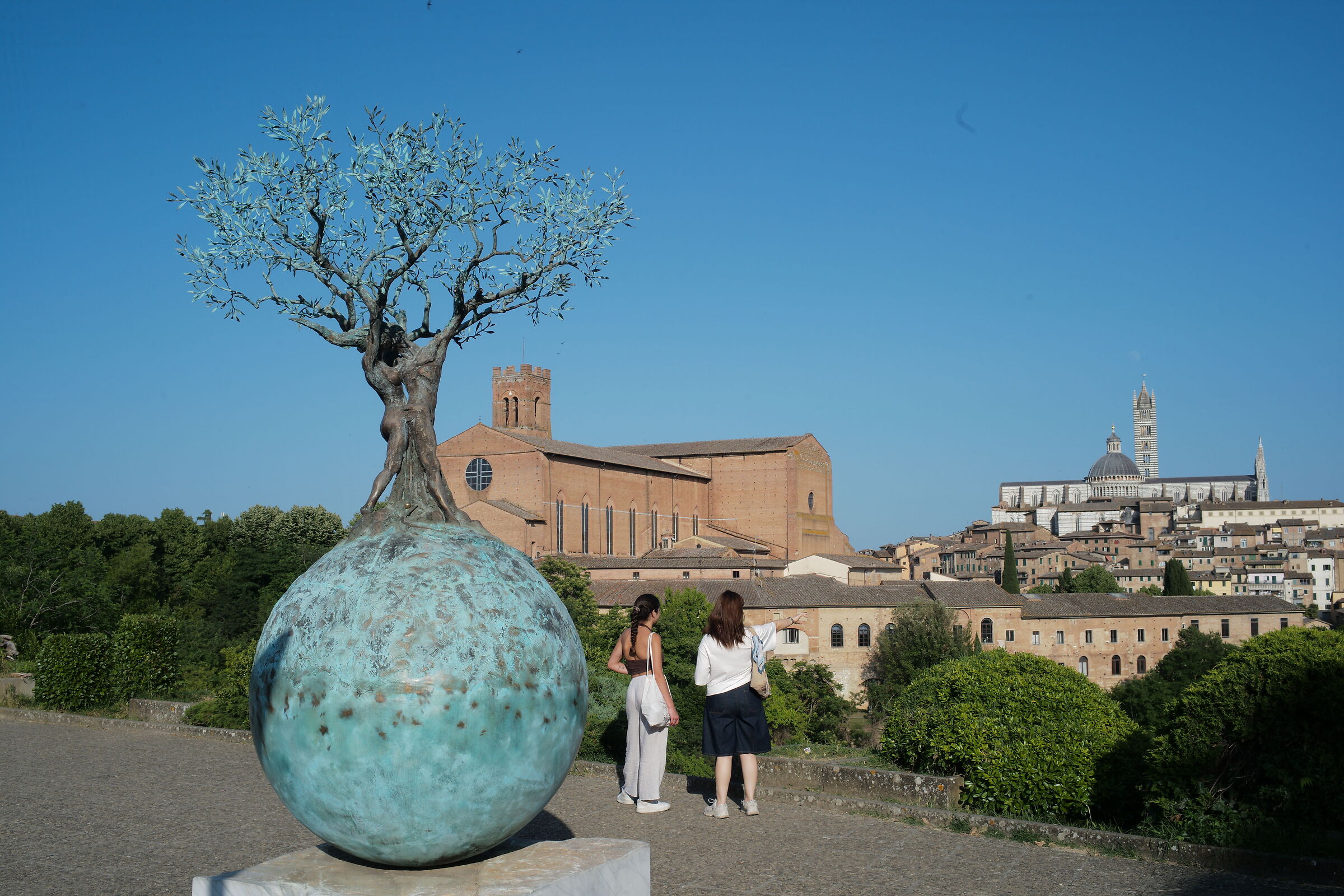 the olive tree of Siena