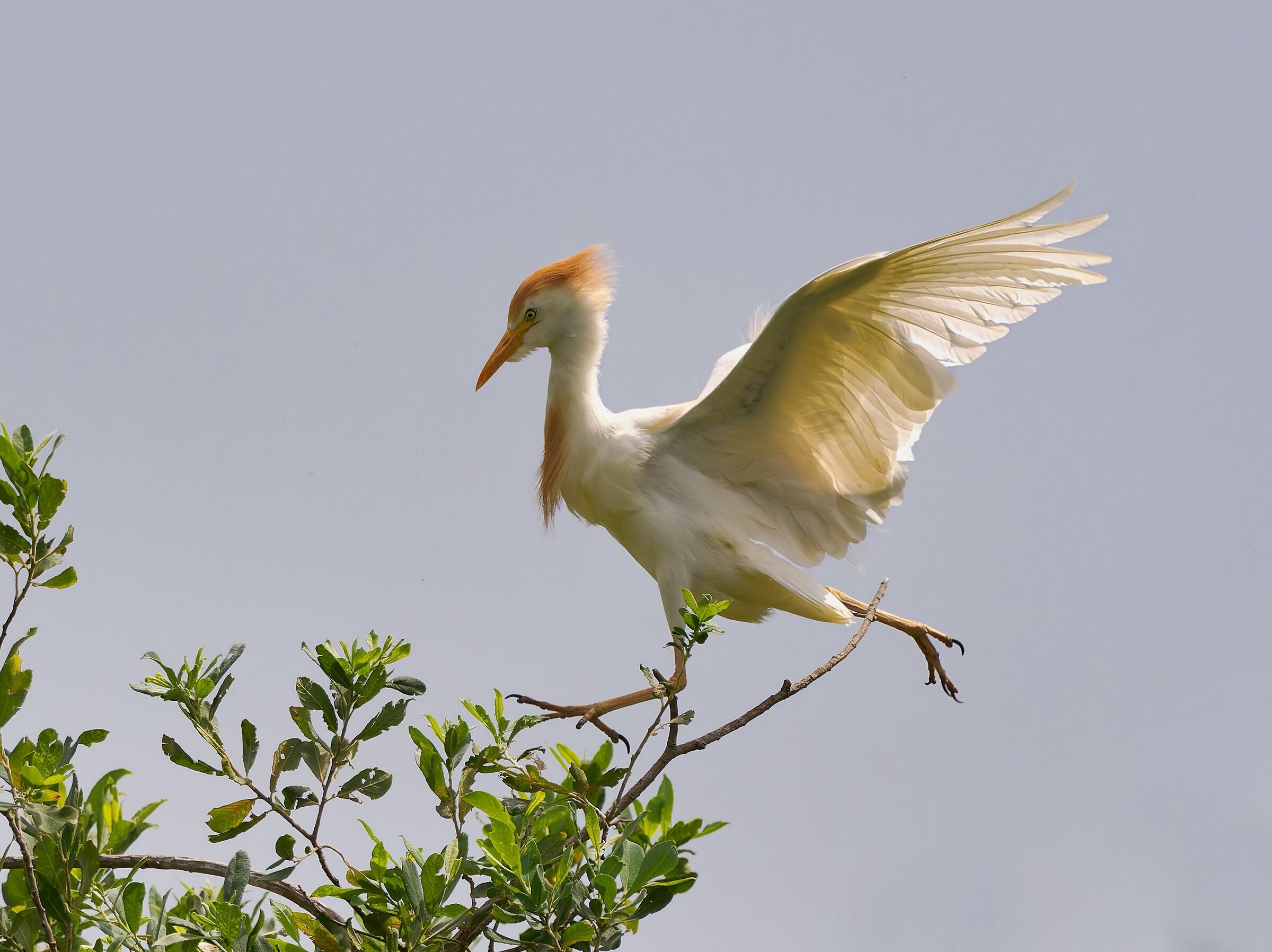 Cattle egret