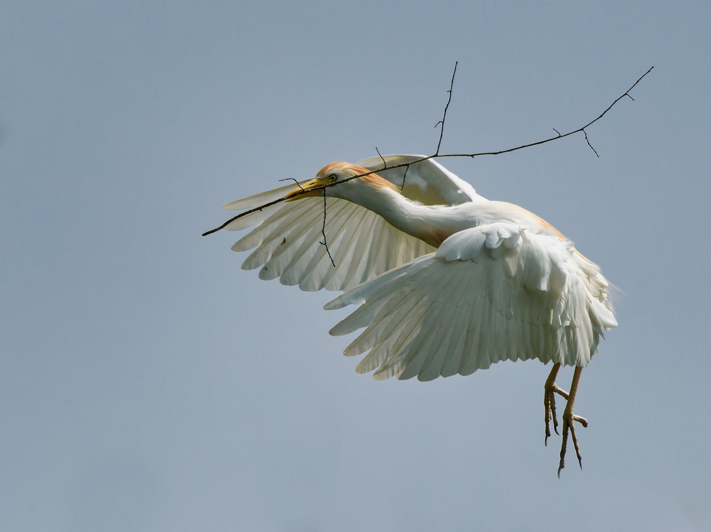Cattle egret