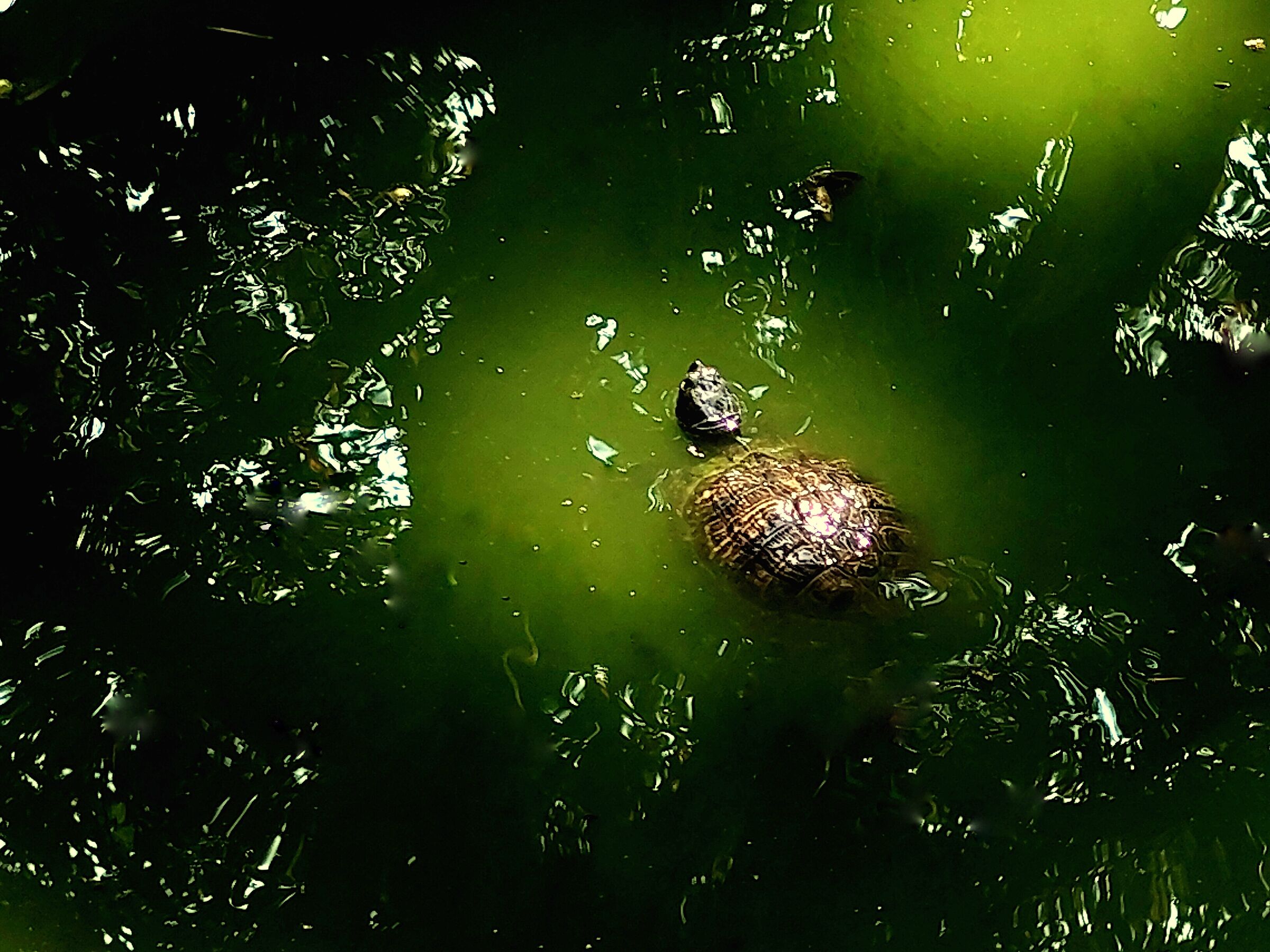 Tartaspaziaruga2 (Giardino Garibaldi - Palermo)