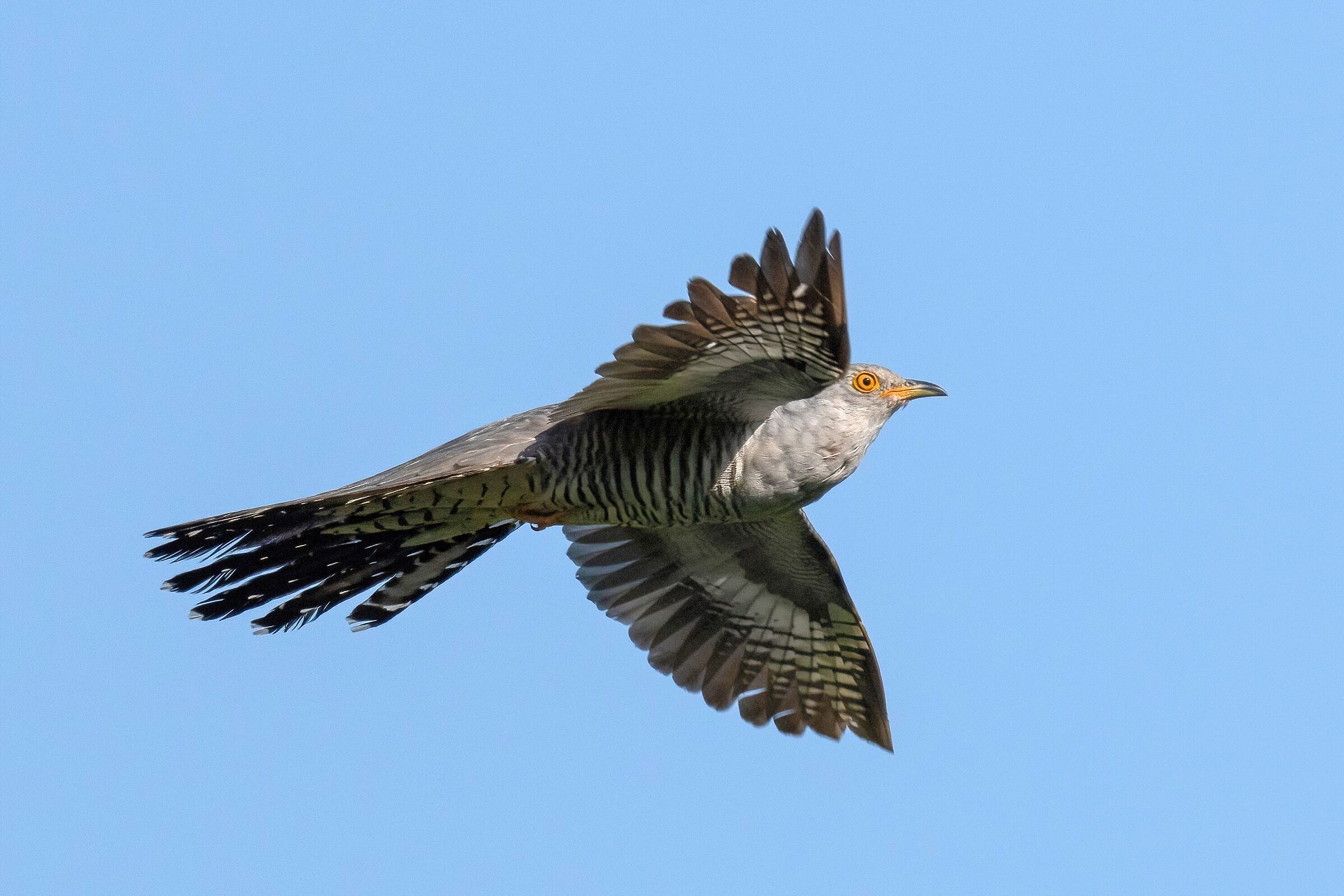 Cuculo (Cuculus canorus)