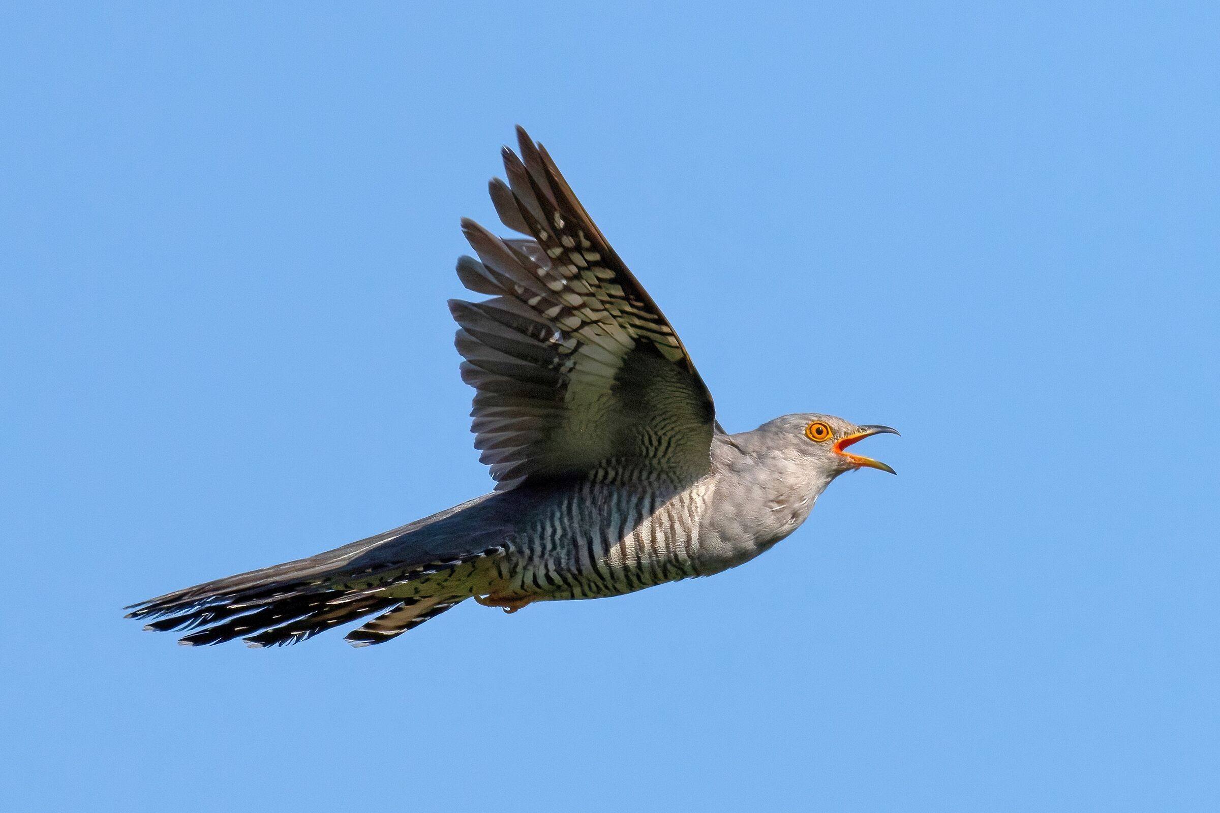 Cuculo (Cuculus canorus)