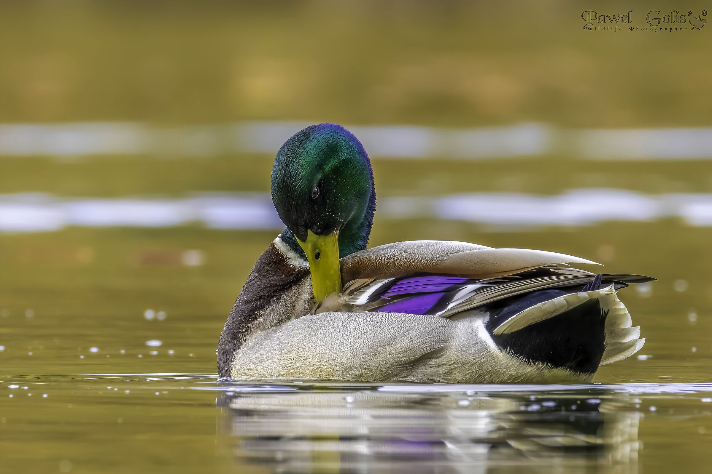 Germano reale (Anas platyrhynchos)