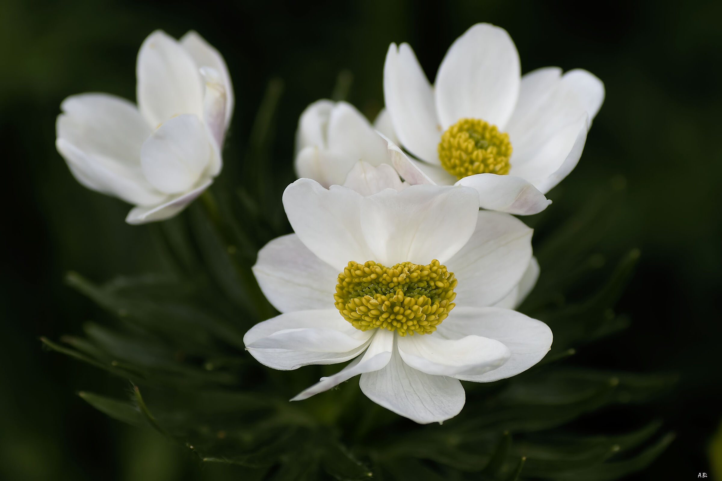 Anemone esagerato