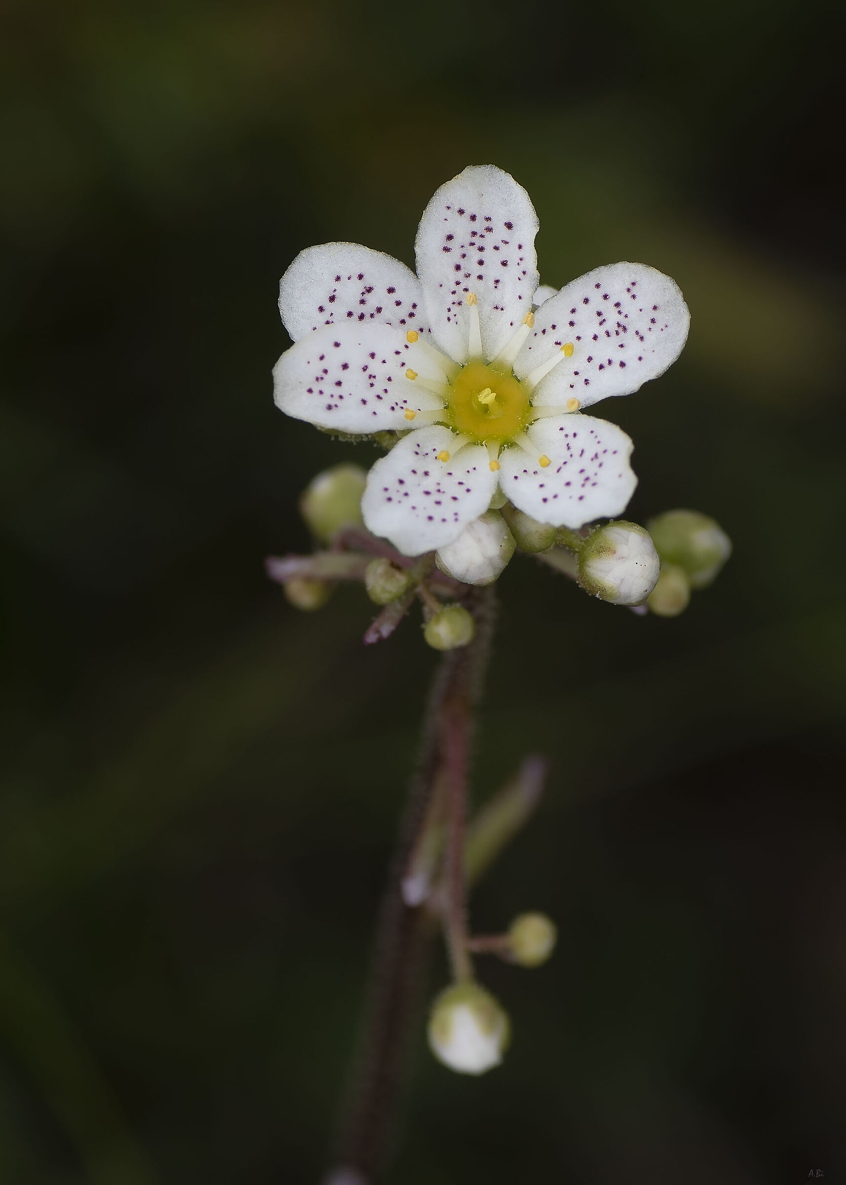 Saxifraga bryoides