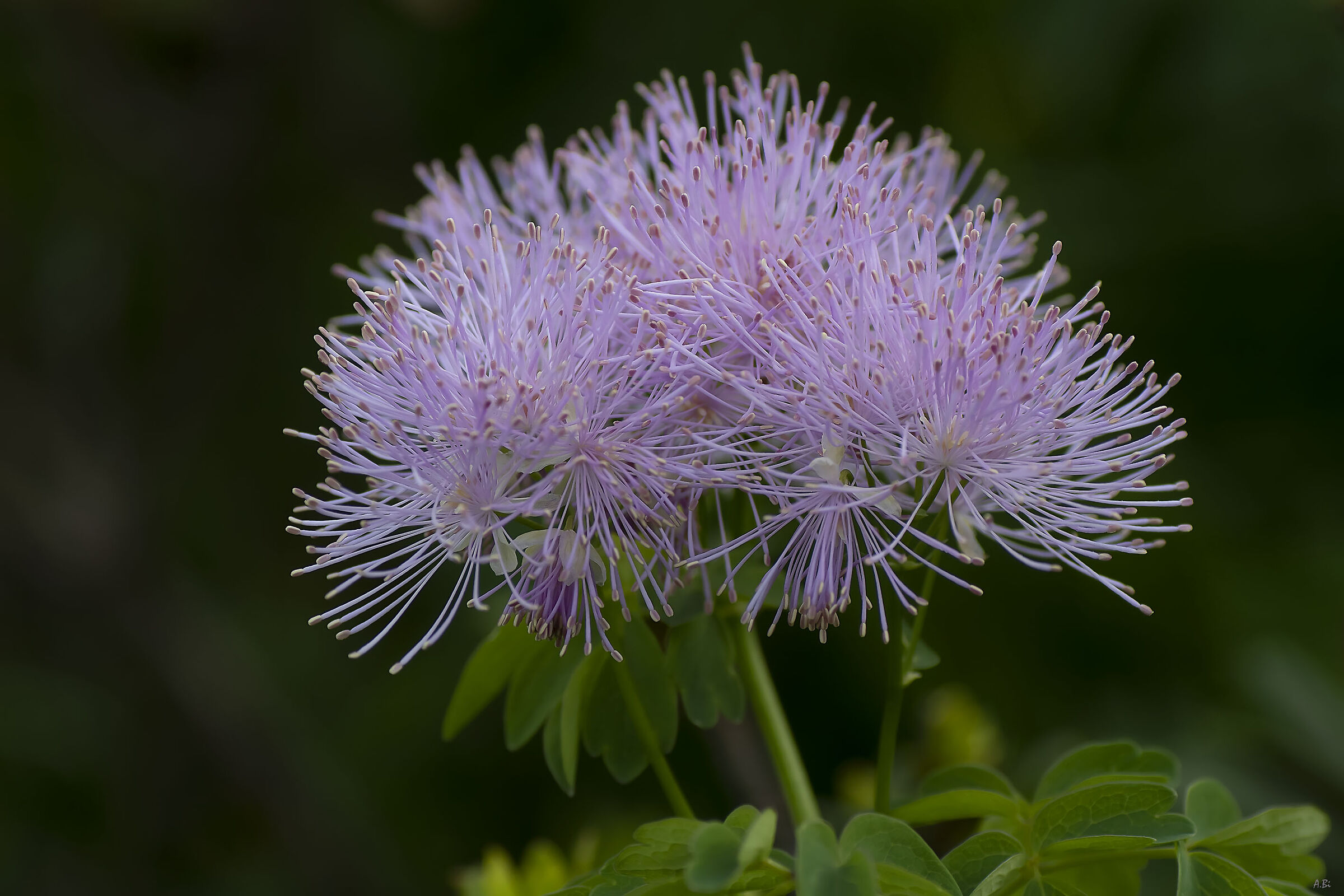 Thatictrum aquilegifolium