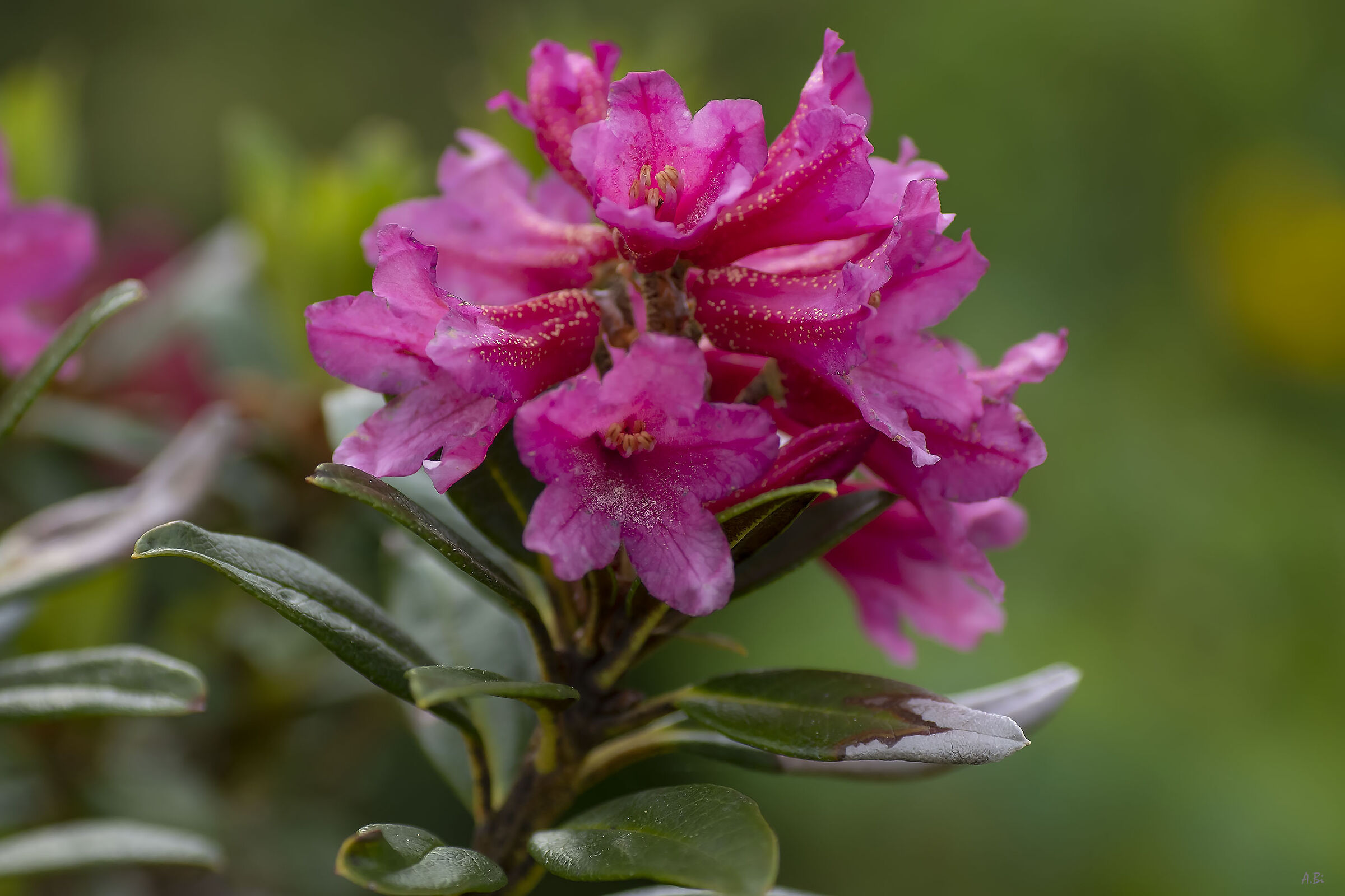 Rhododendrom ferrugineum
