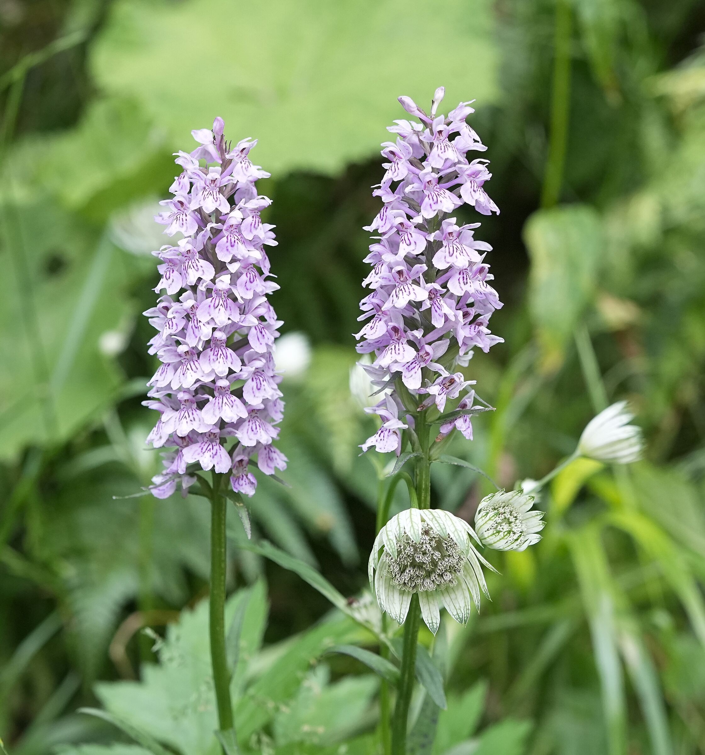 Wild orchid (Dactylorhiza maculata)