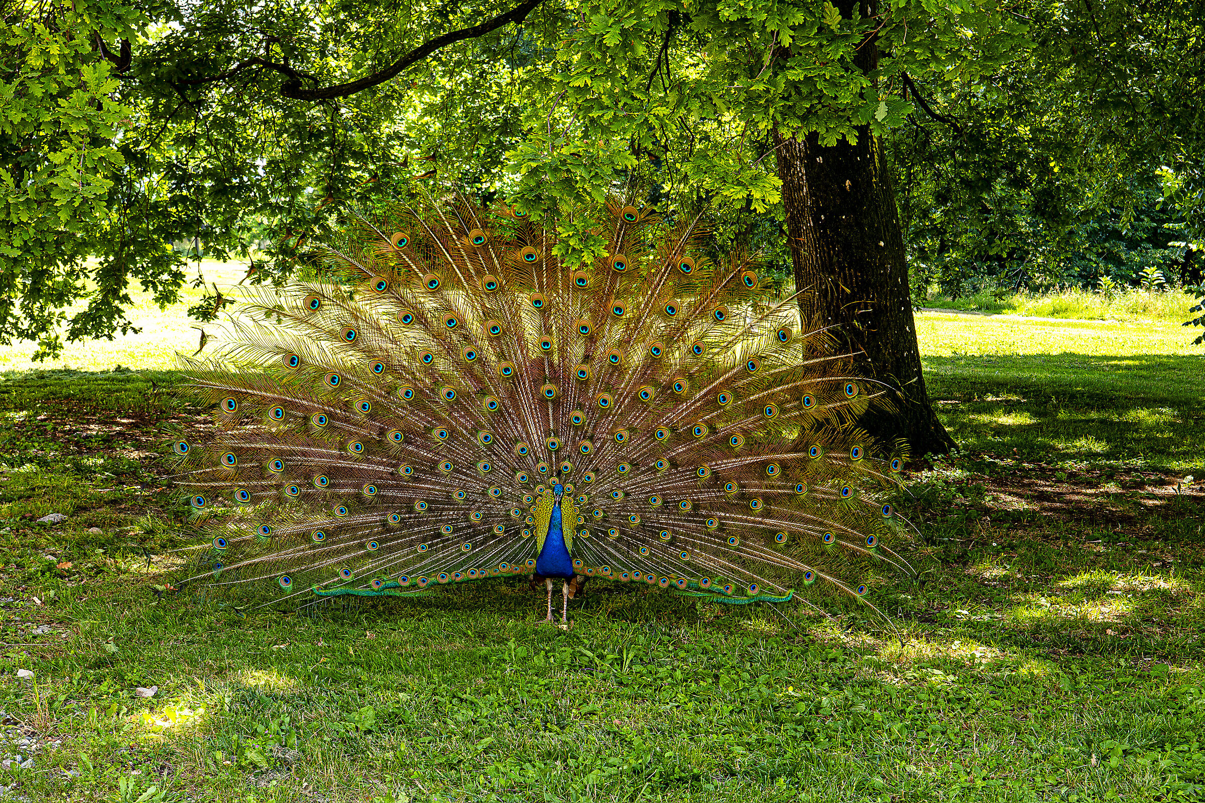 "Narciso" sotto l' albero