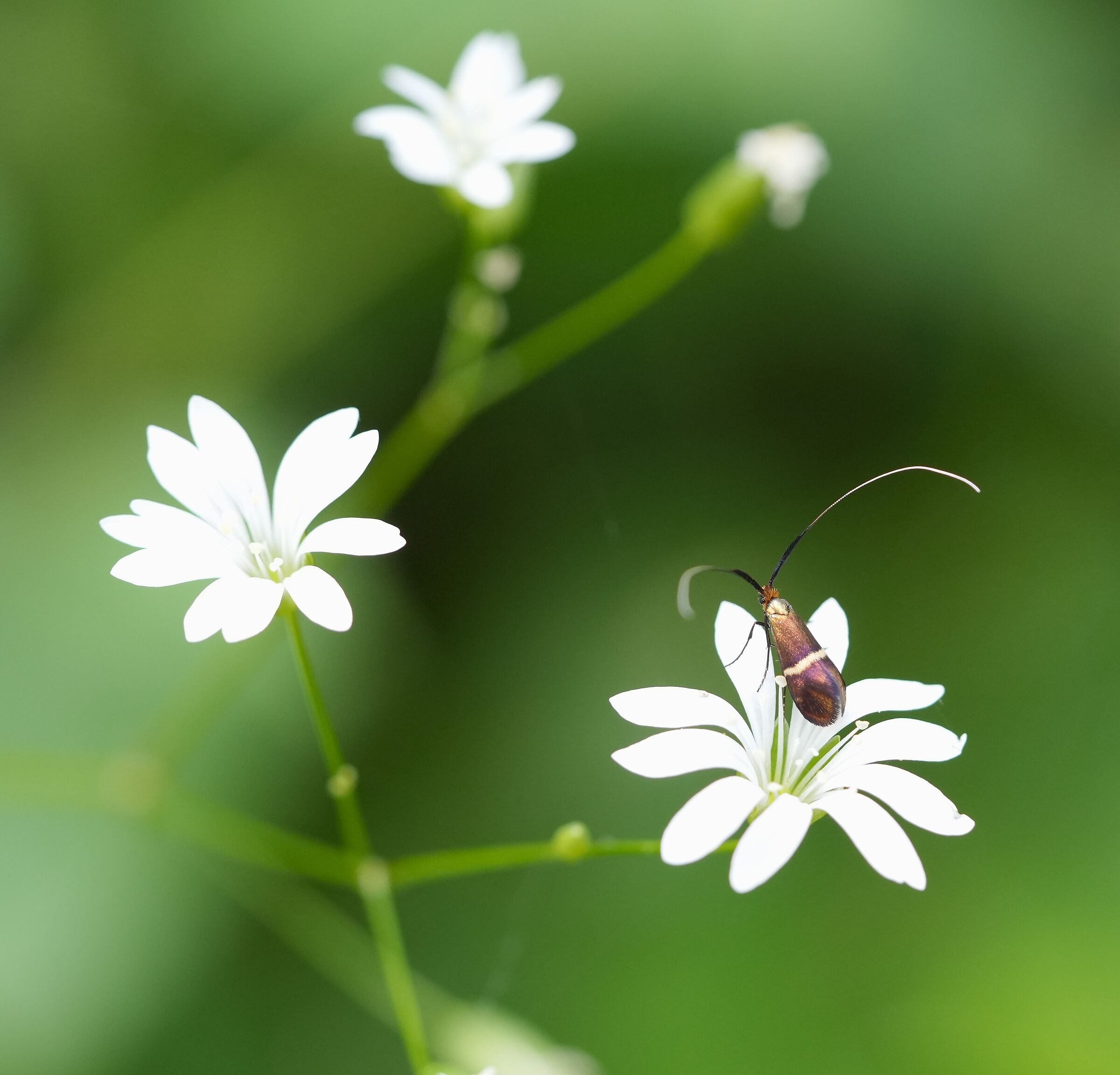Moth (Adela australis) on flower (Stellaria nemorum)