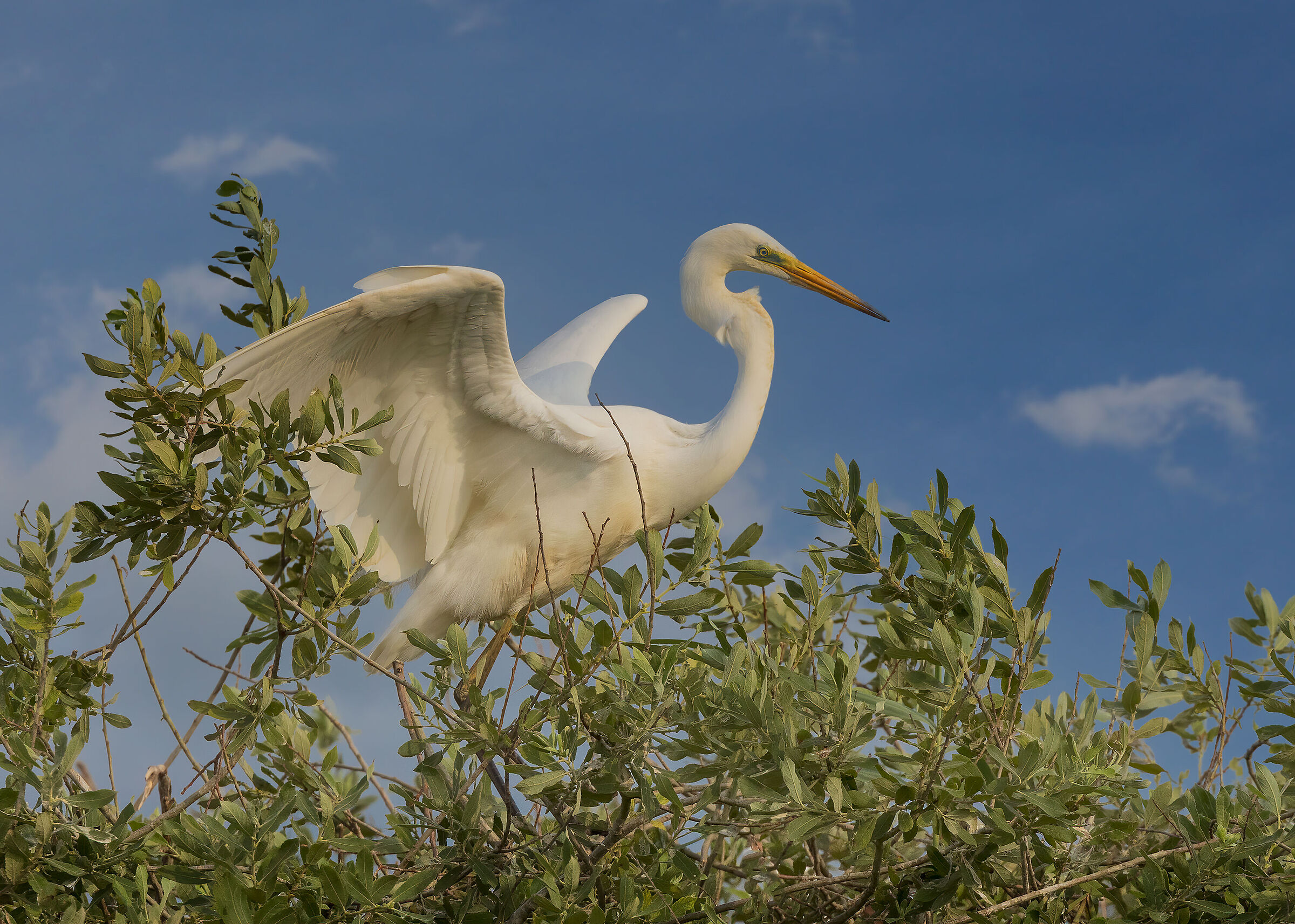 Airone bianco maggiore