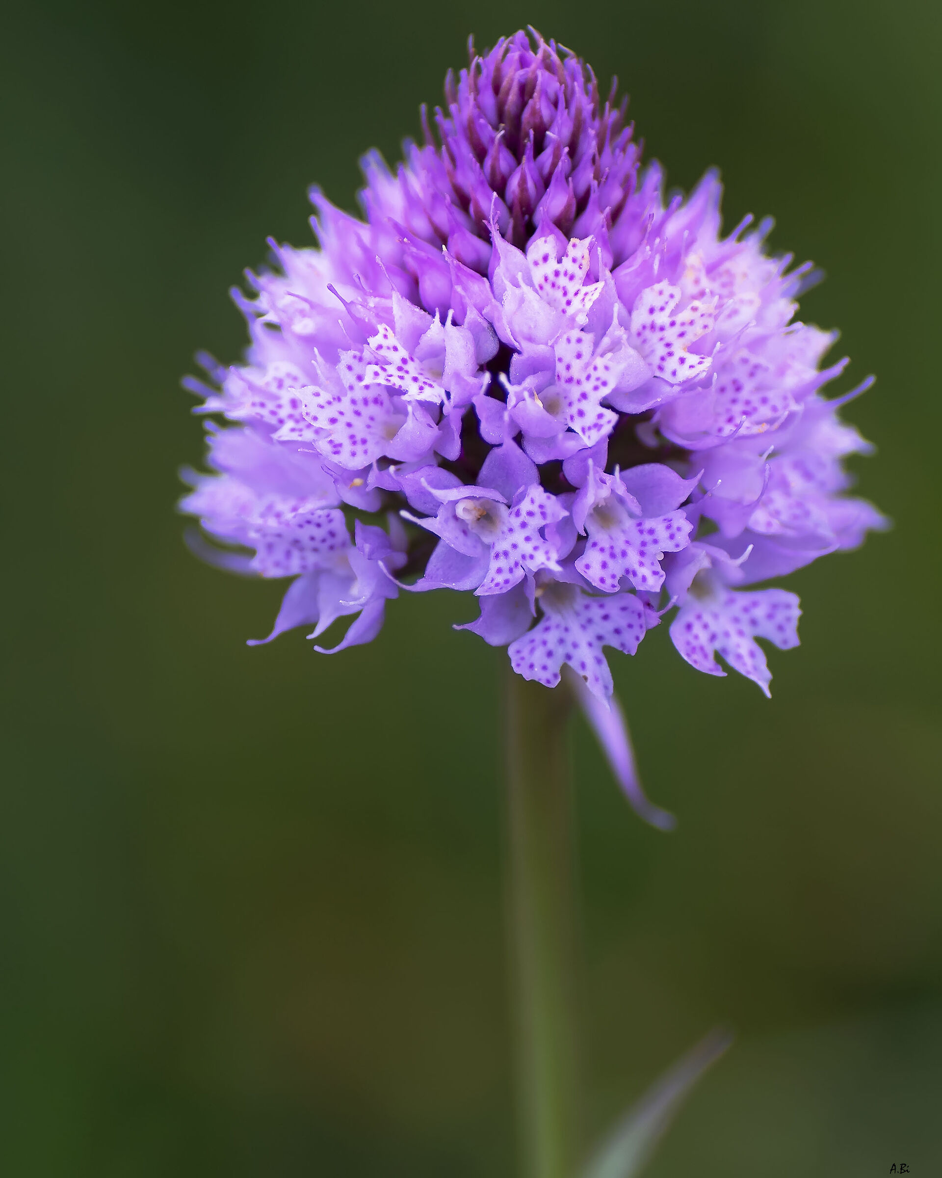 Traunsteinera globosa
