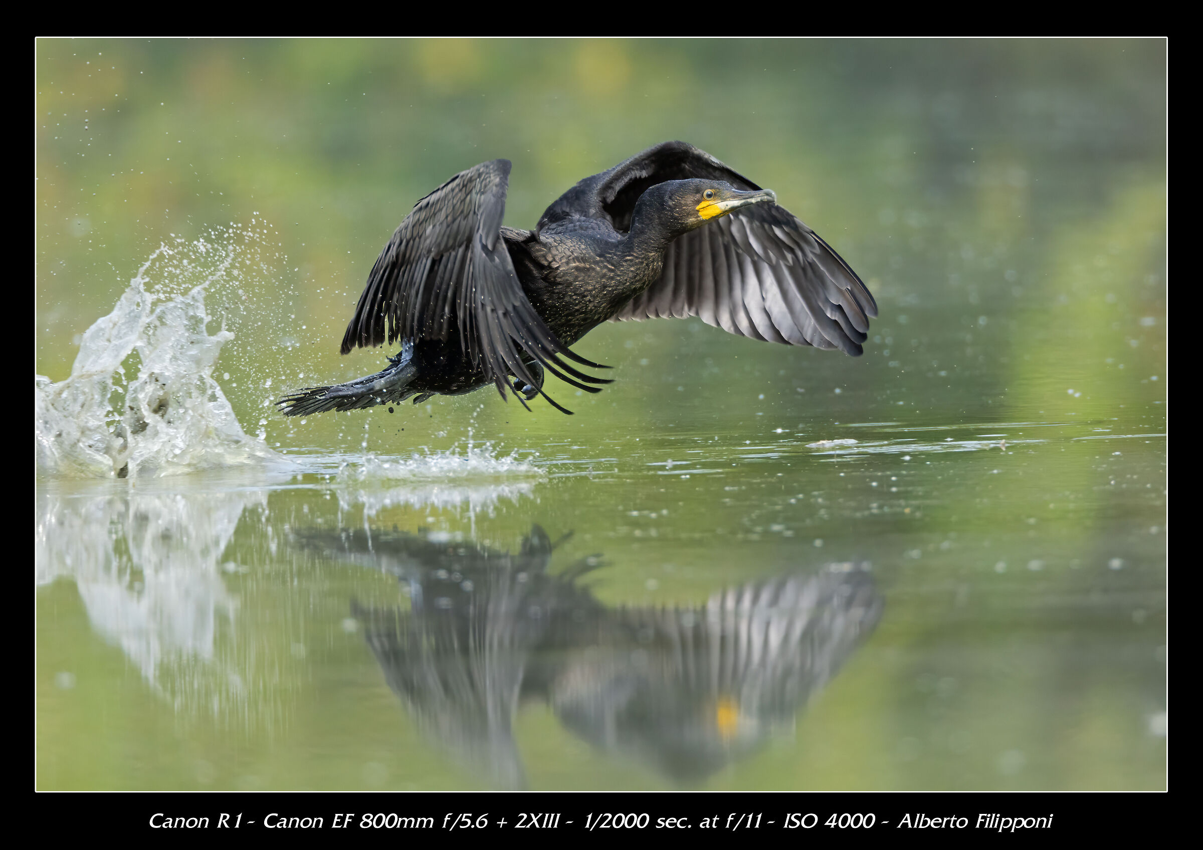 Cormorano al decollo