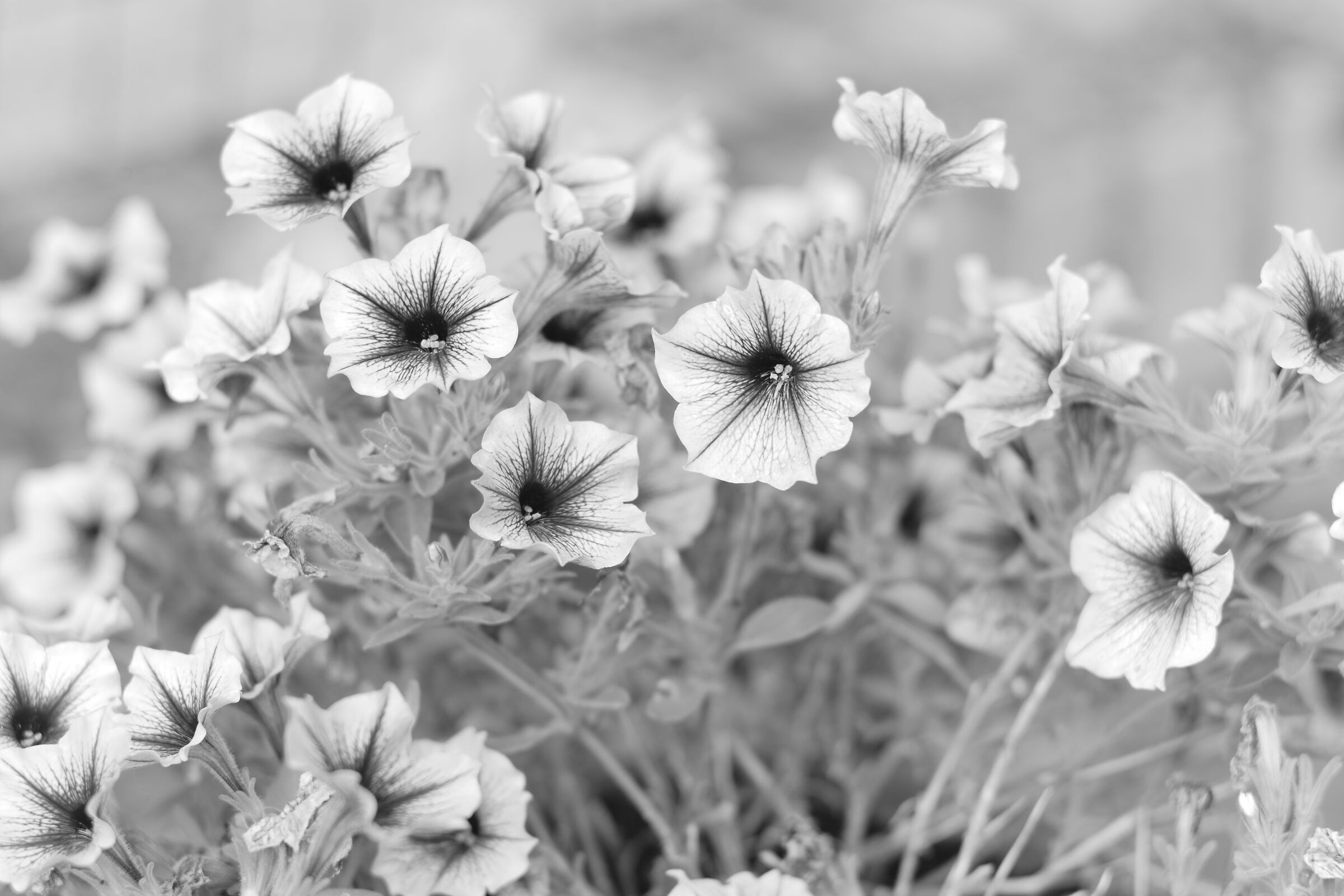 without color distraction