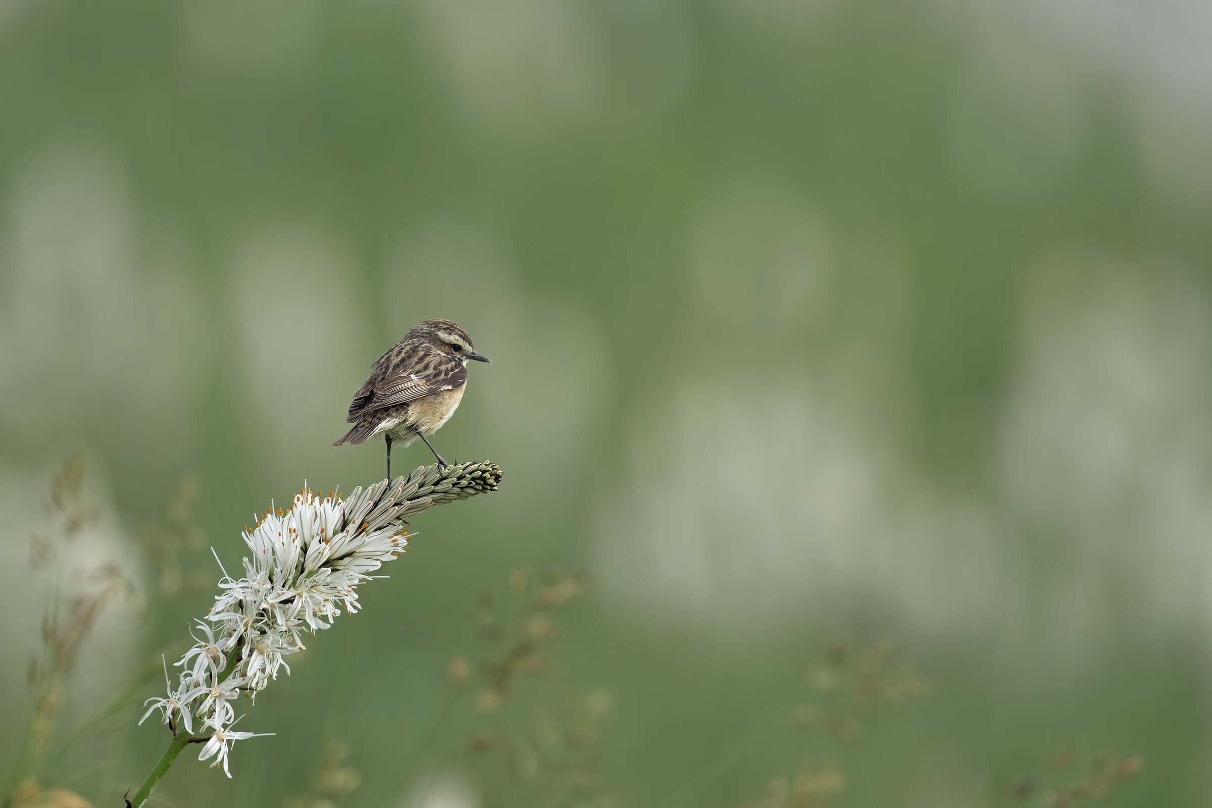 Stiaccino e Asfodelo