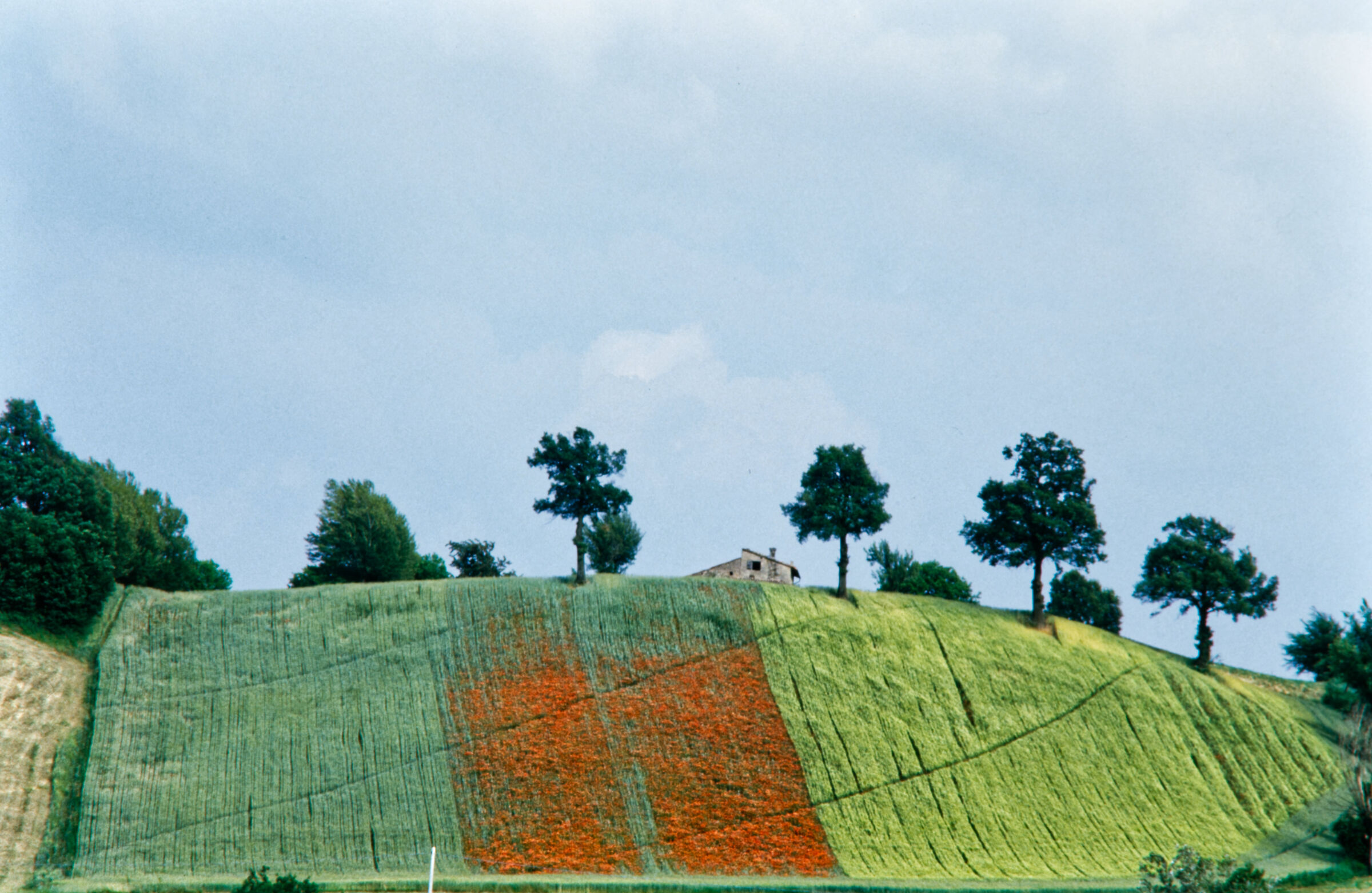 Hills and Poppies [Digitalized slide]