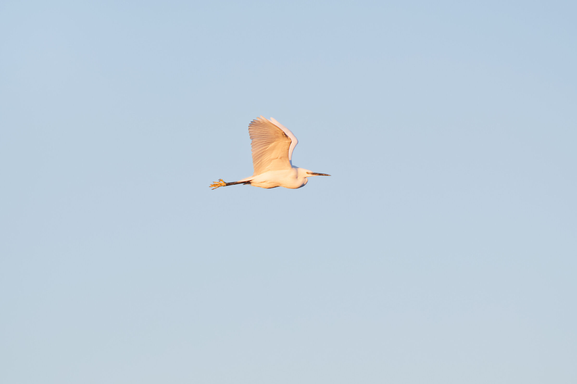 Heron on Lake Patria