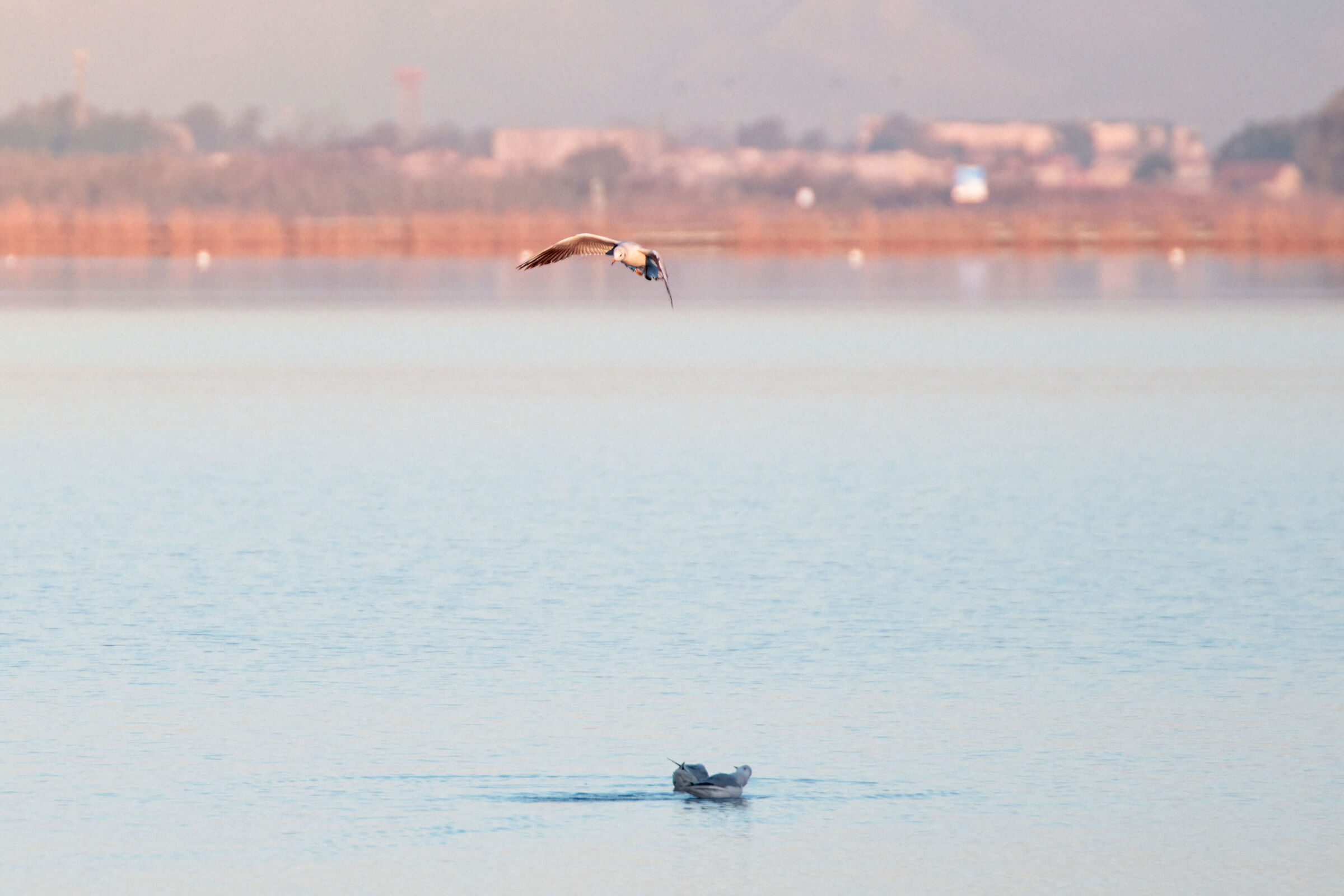 Seagull on the Patria
