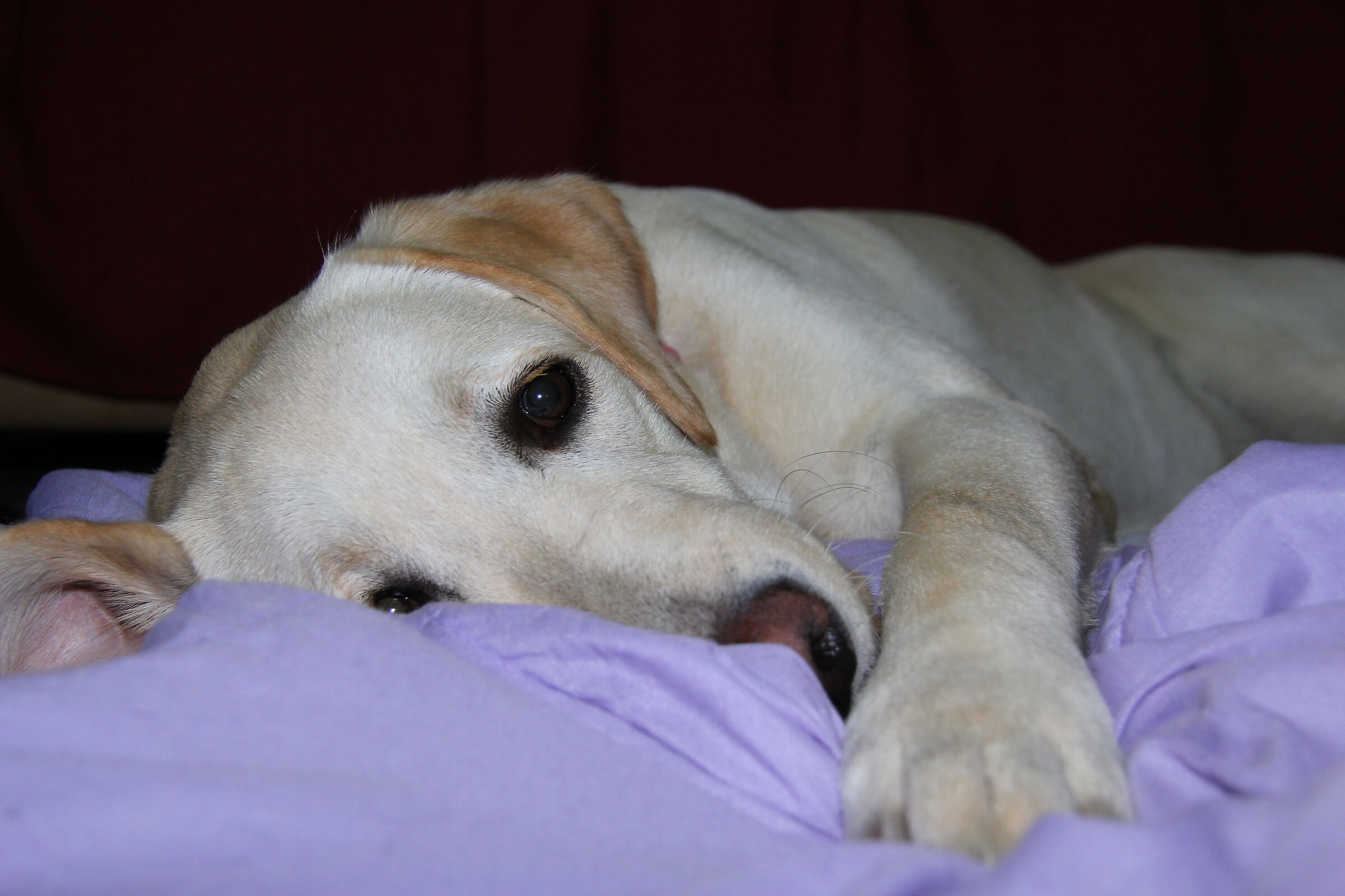 Fiona calms and rests
