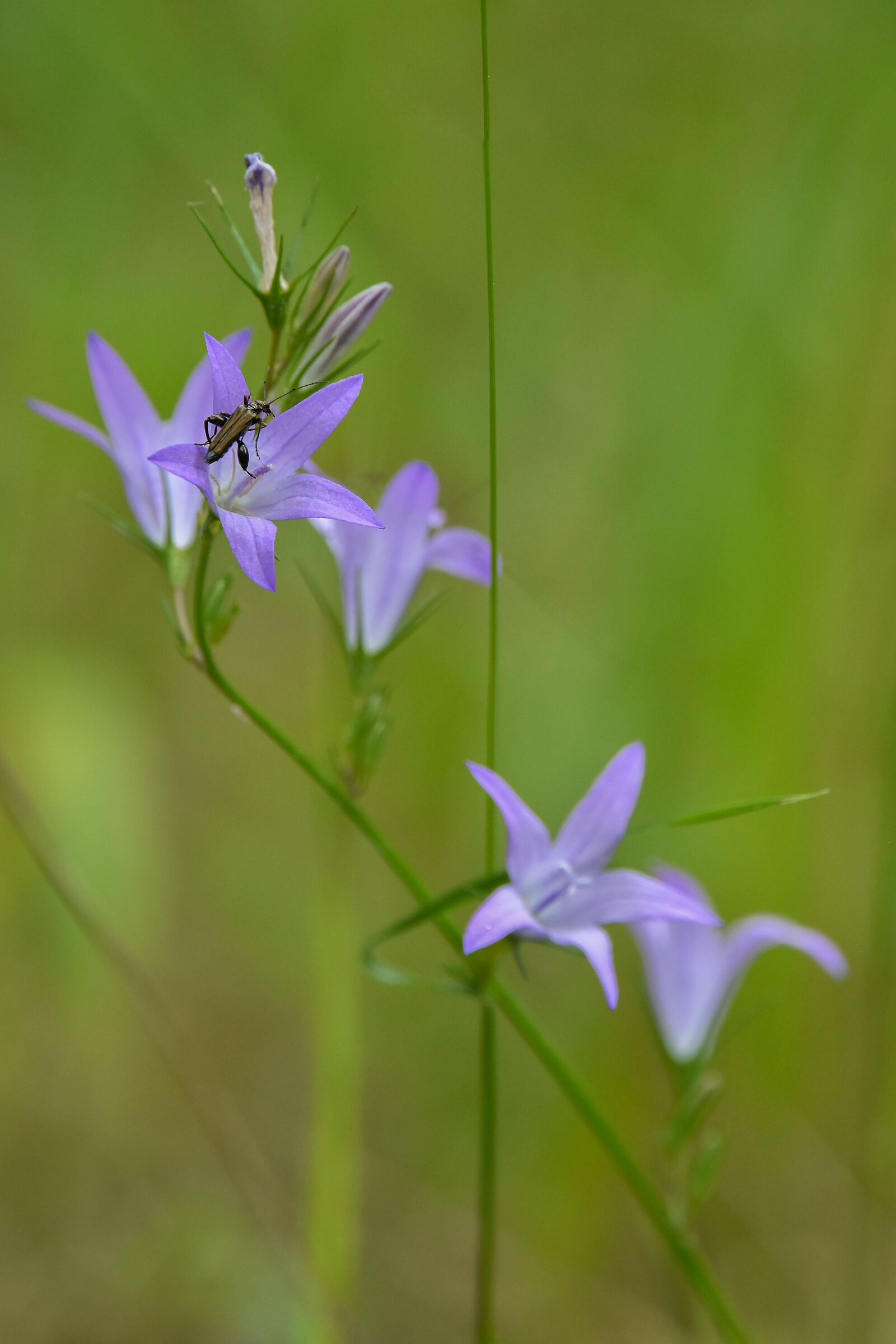 Campanula rapunculus