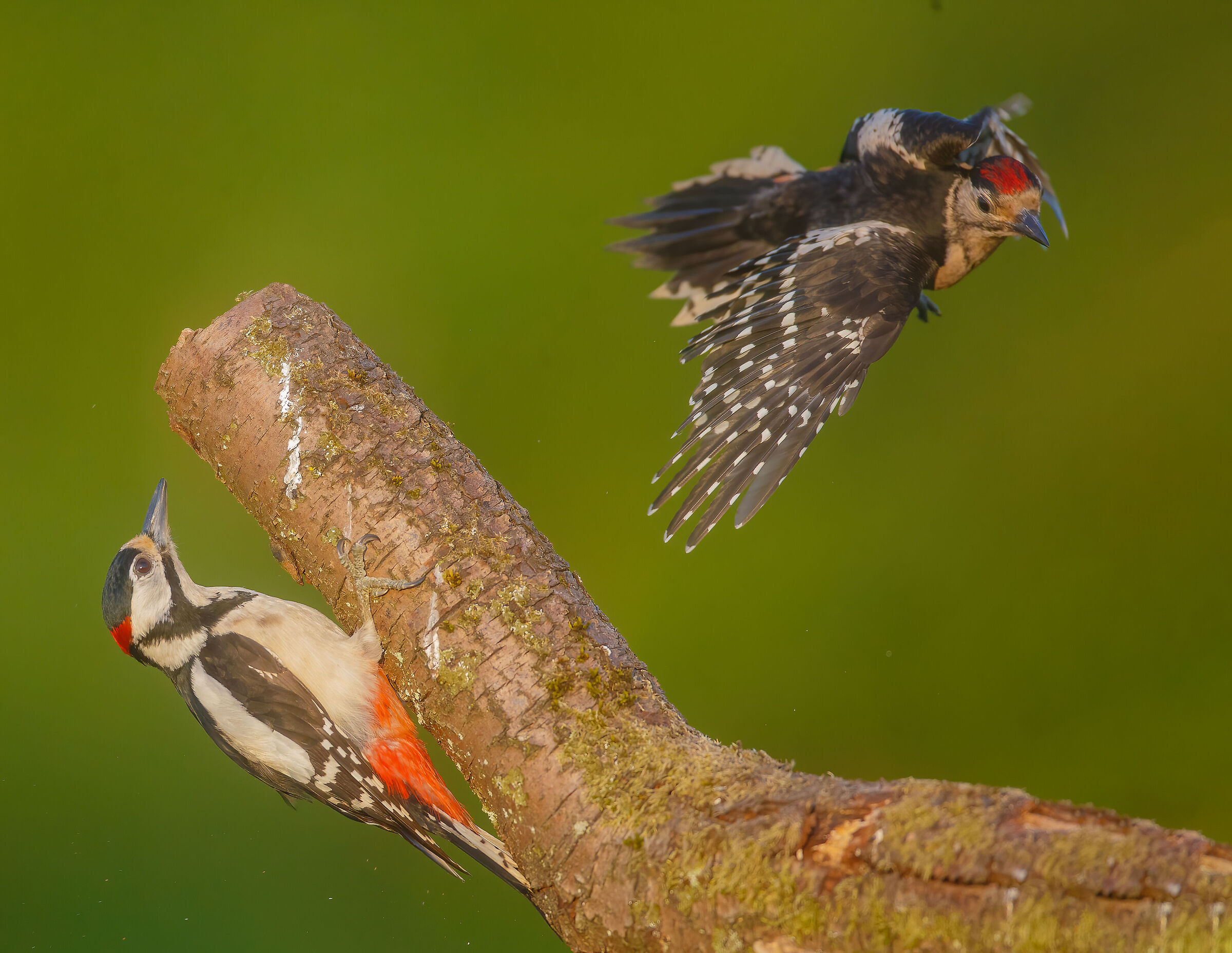 Great Spotted Woodpecker