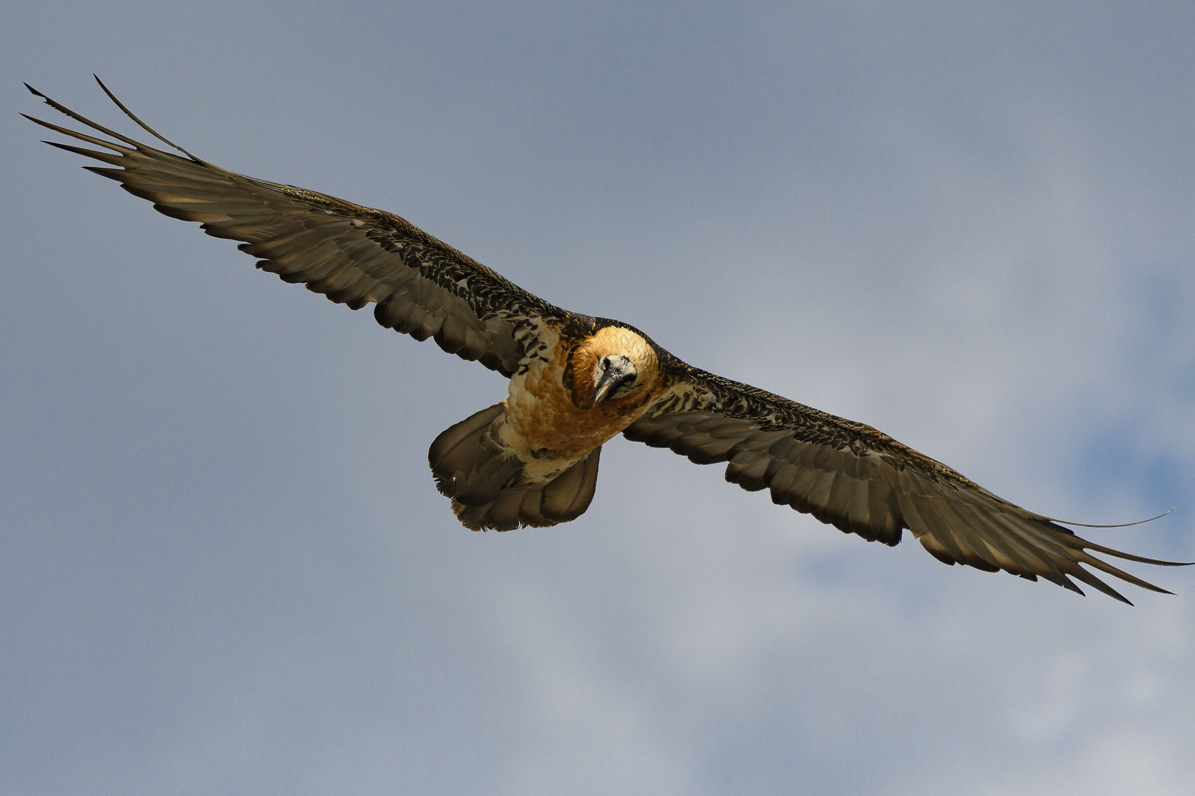 Bearded Vulture