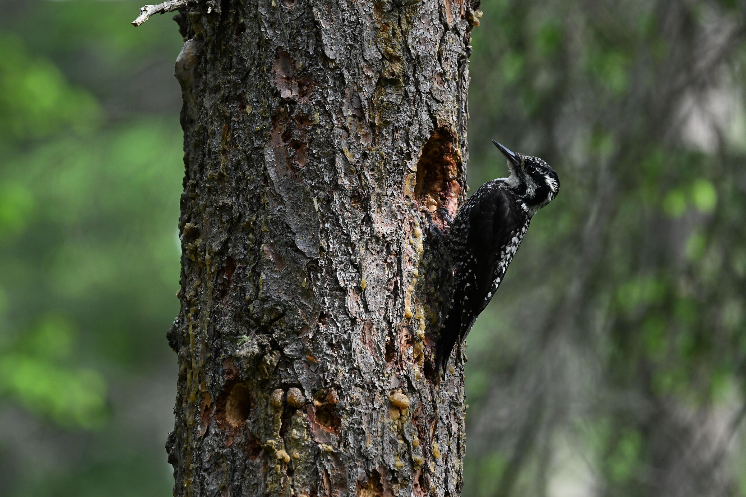 Three-toed woodpecker