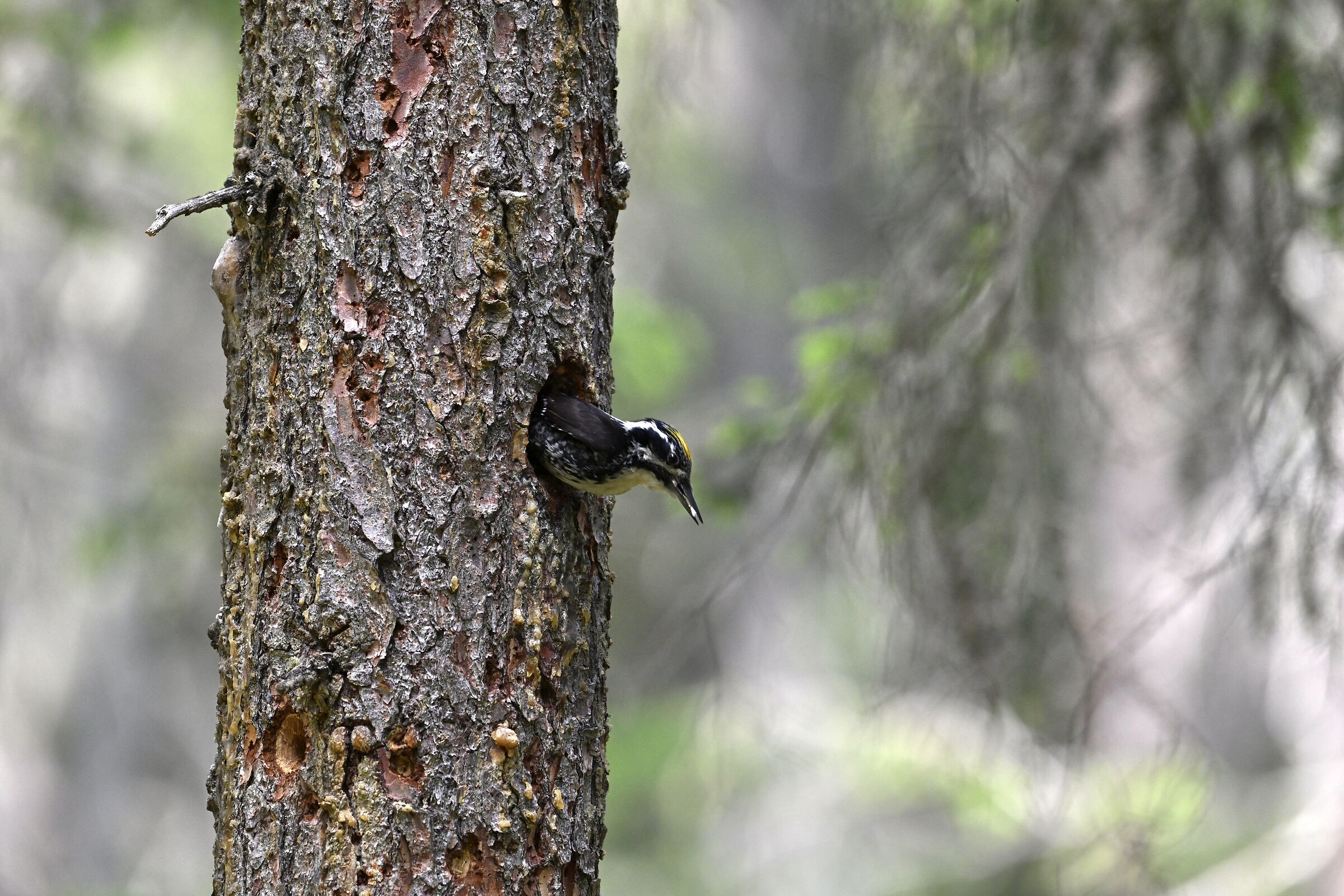Three-toed woodpecker