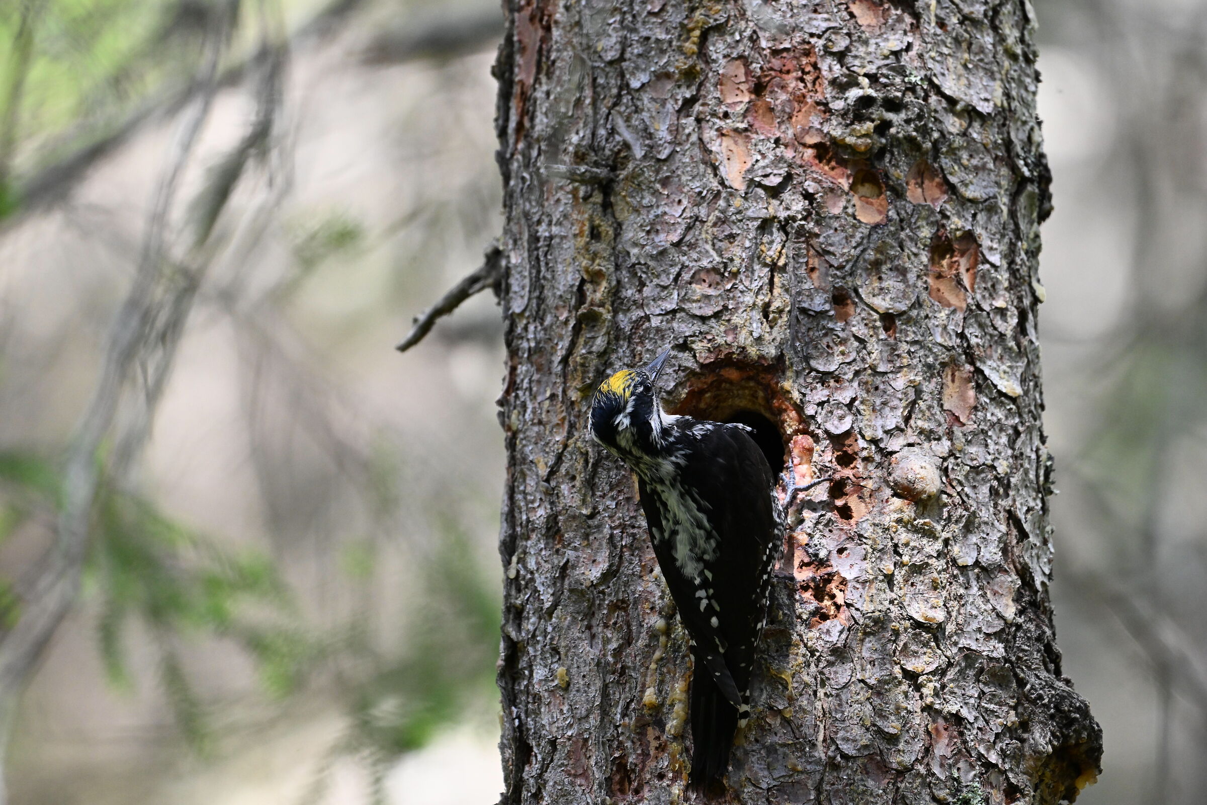 Three-toed woodpecker