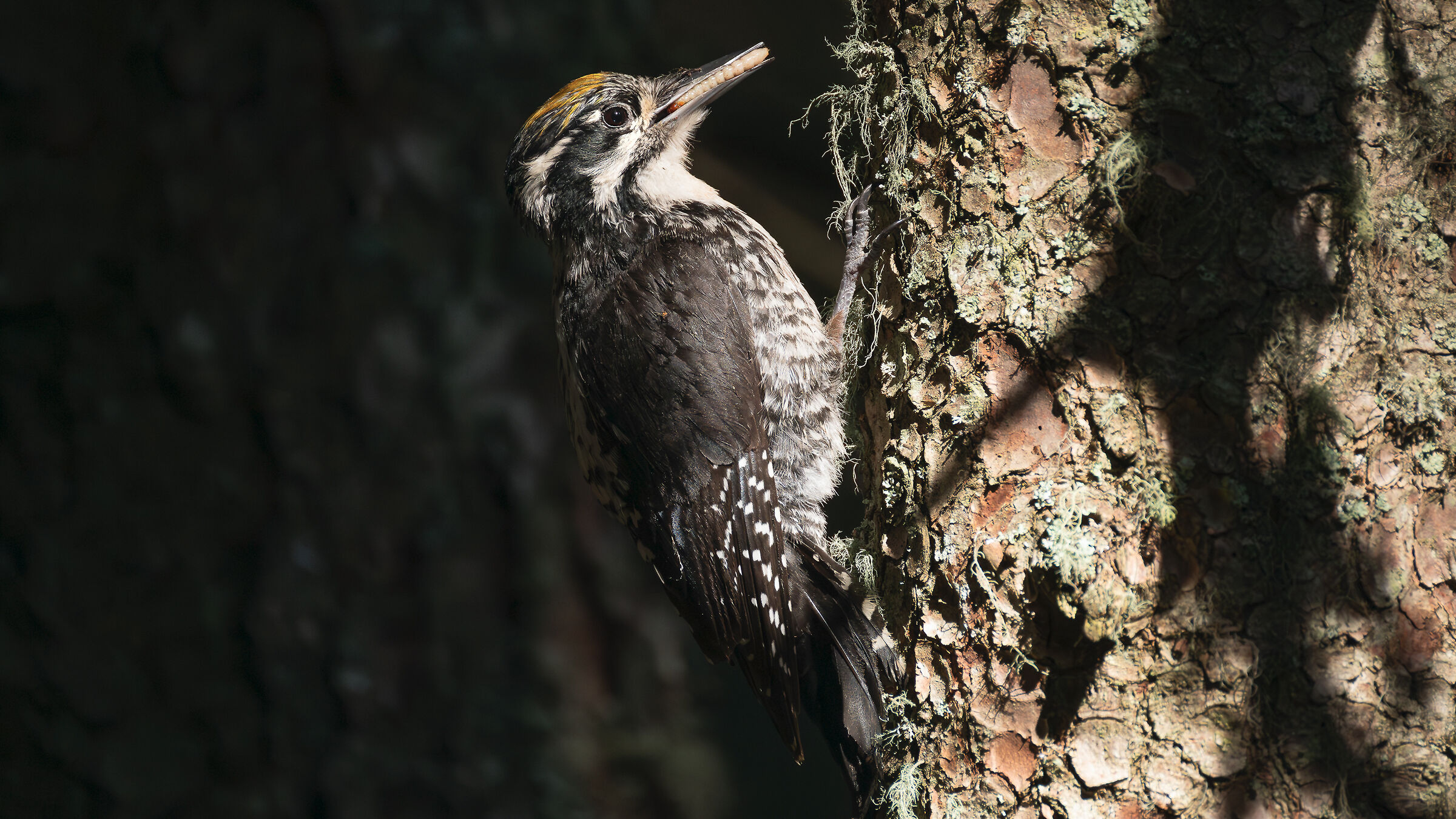Three-toed woodpecker