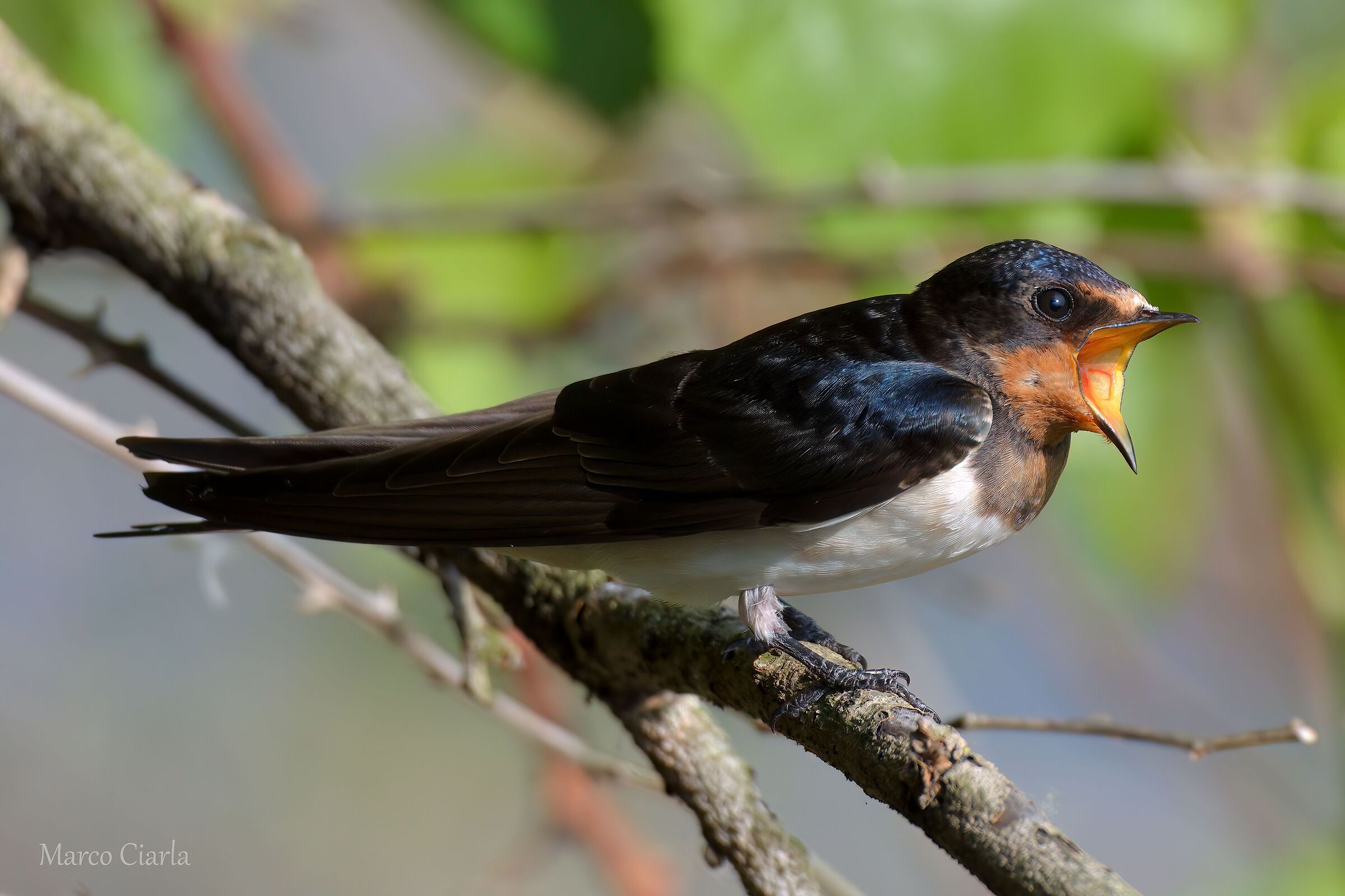 Swallow (Hirundo rustica)