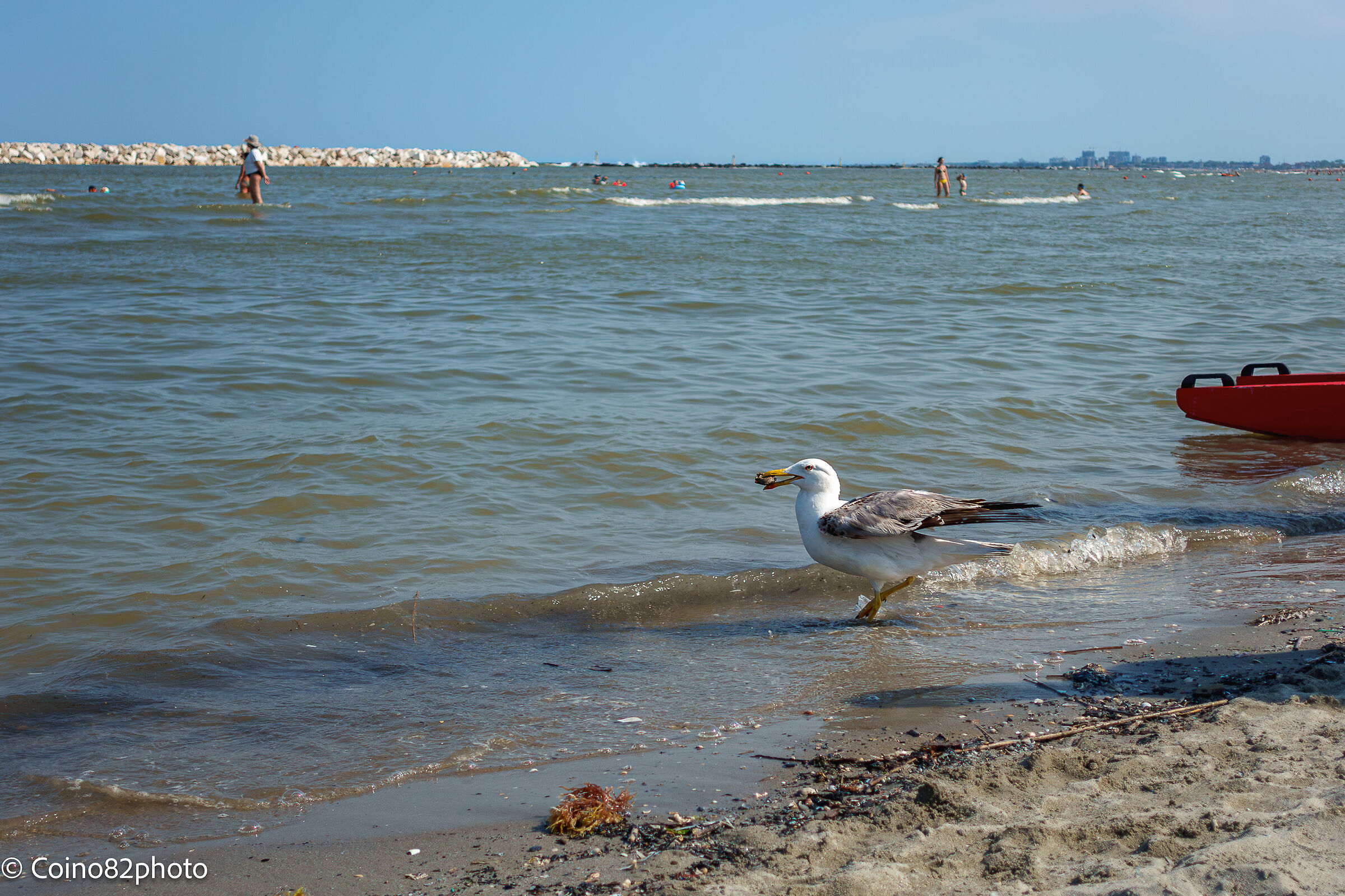 gull