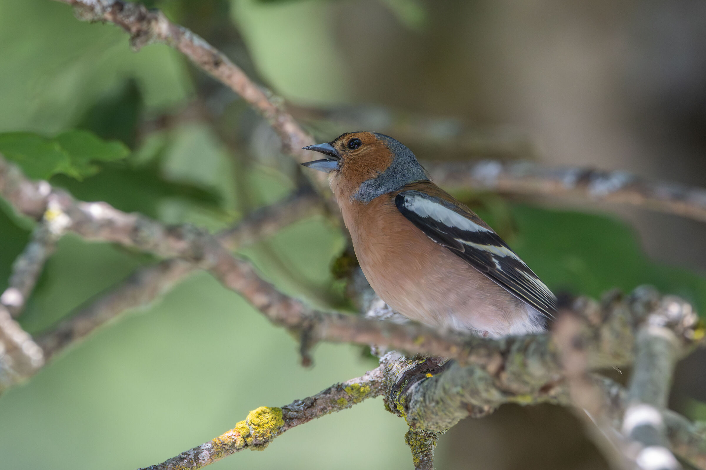 Fringuello canterino