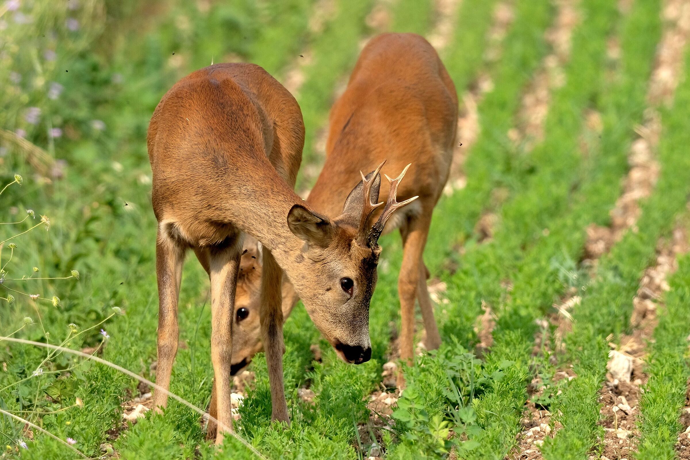 Una bella coppia di Caprioli