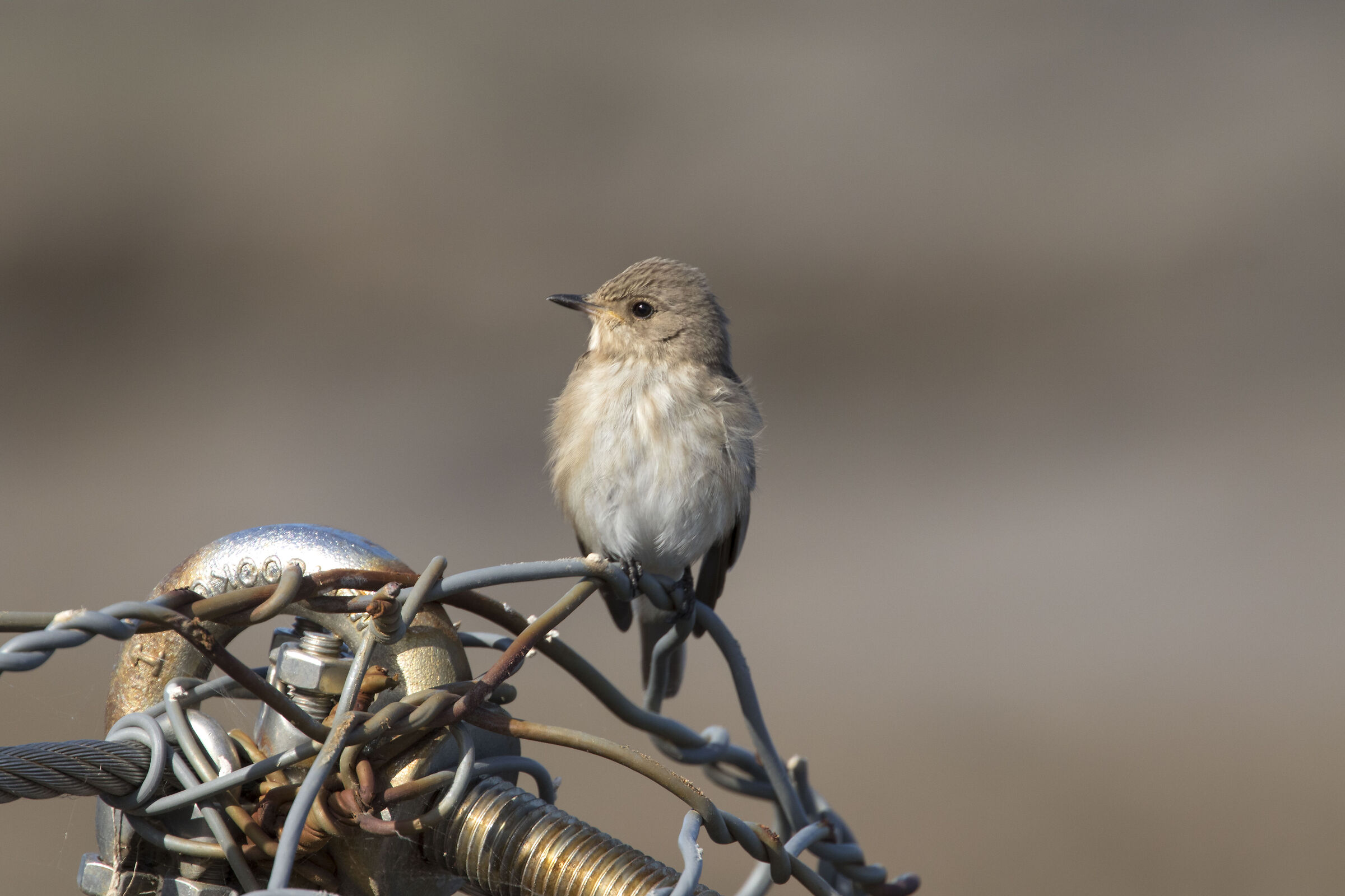 Common flycatcher (Ventotene)