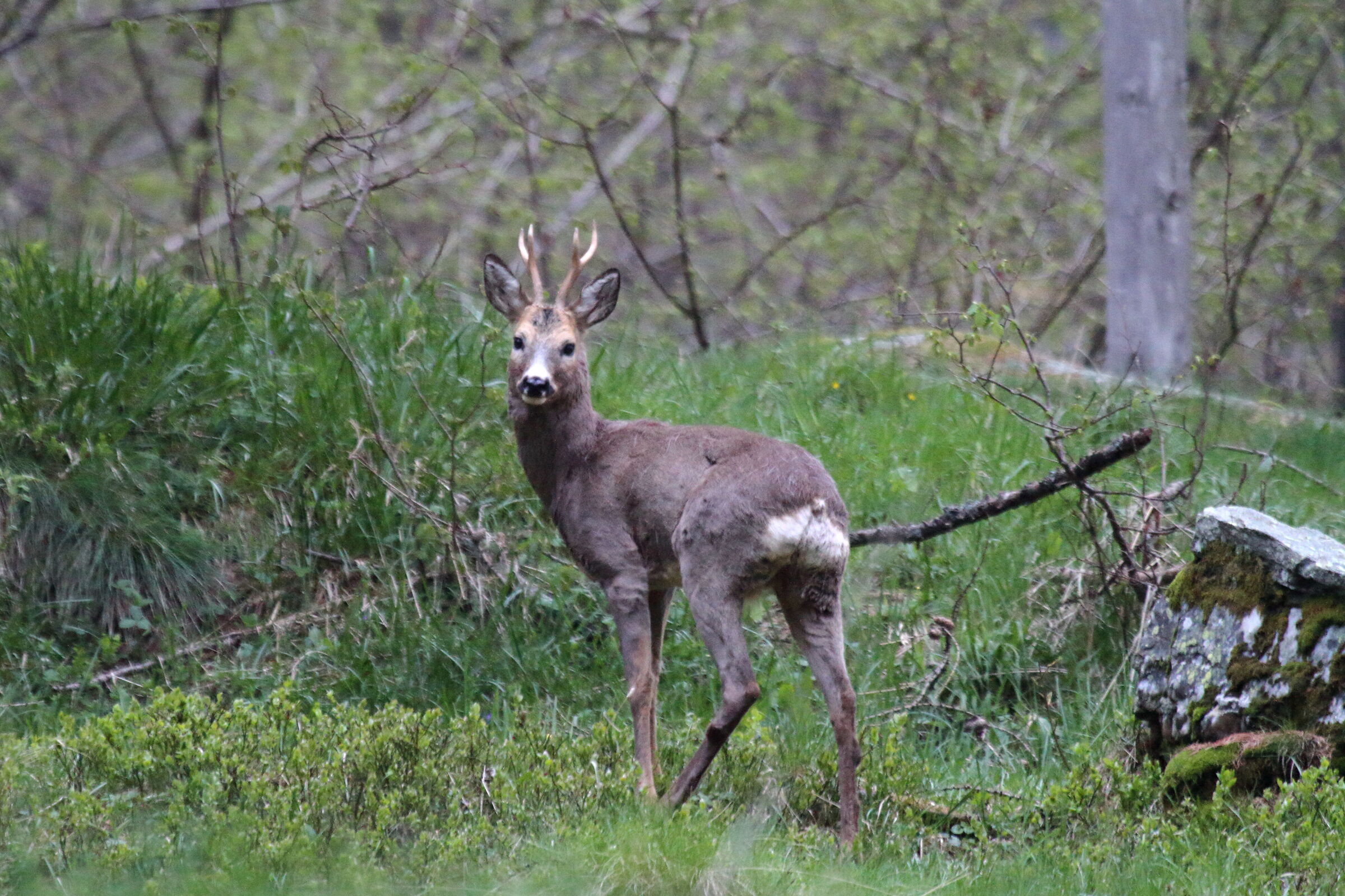 Roe deer. Soana Valley
