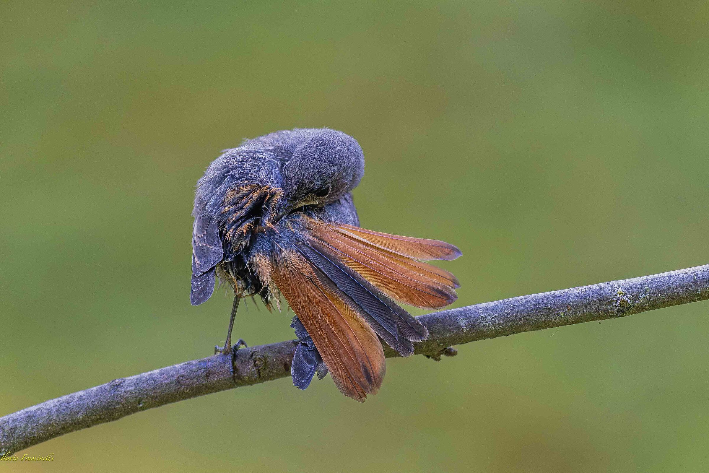 The beautiful tail of the redstart