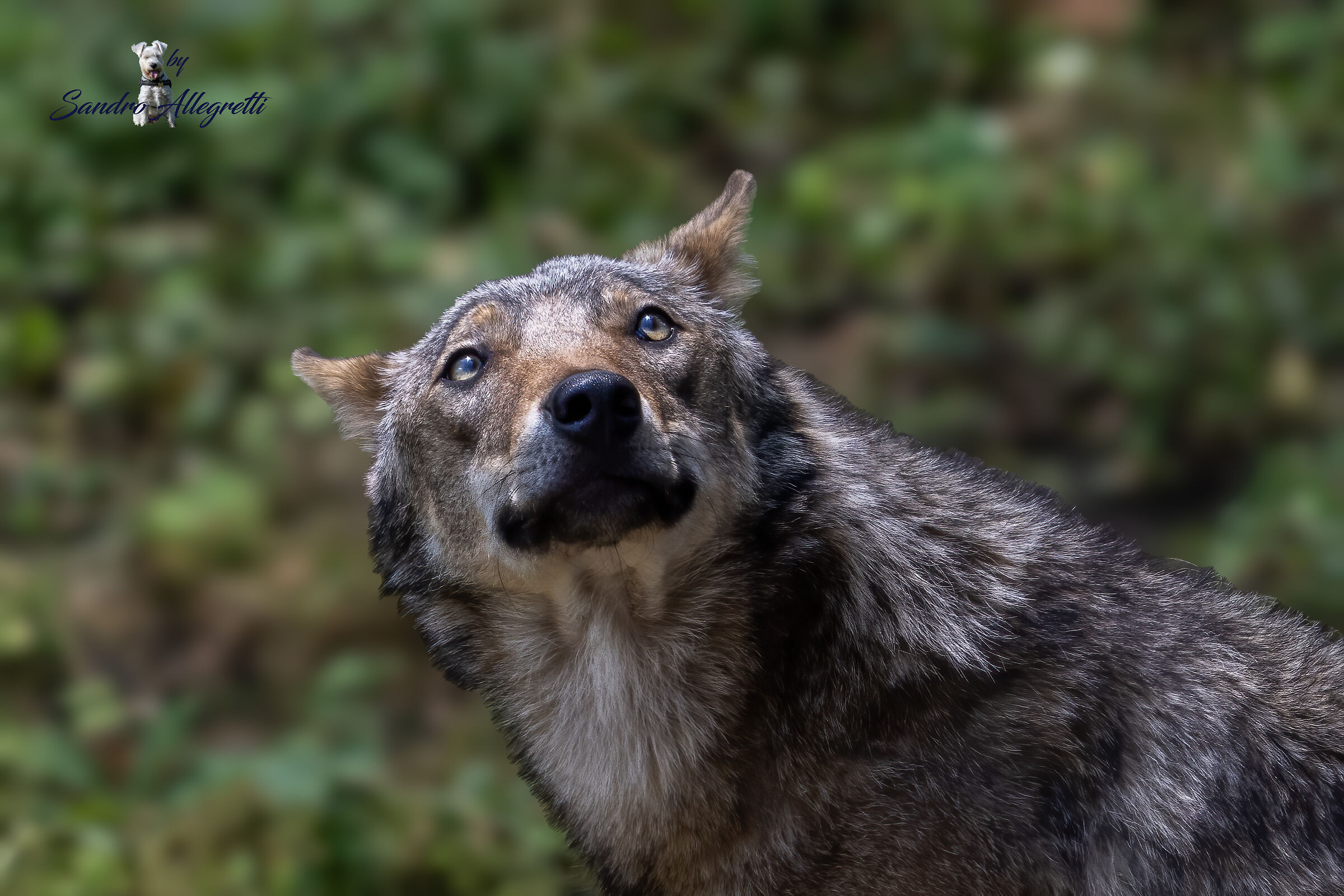 Il lupo grigio appenninico (Canis lupus)