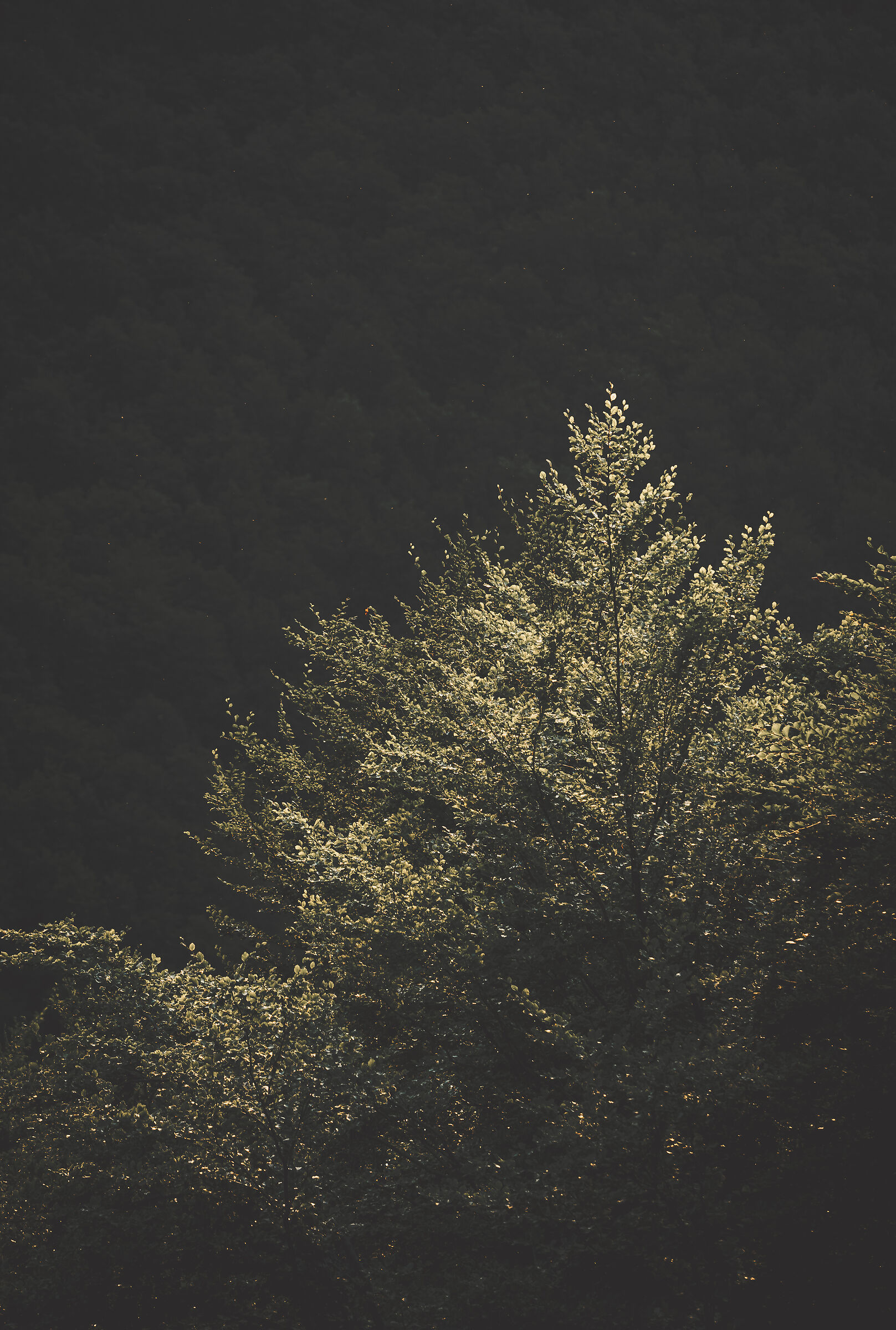 La sera del bosco