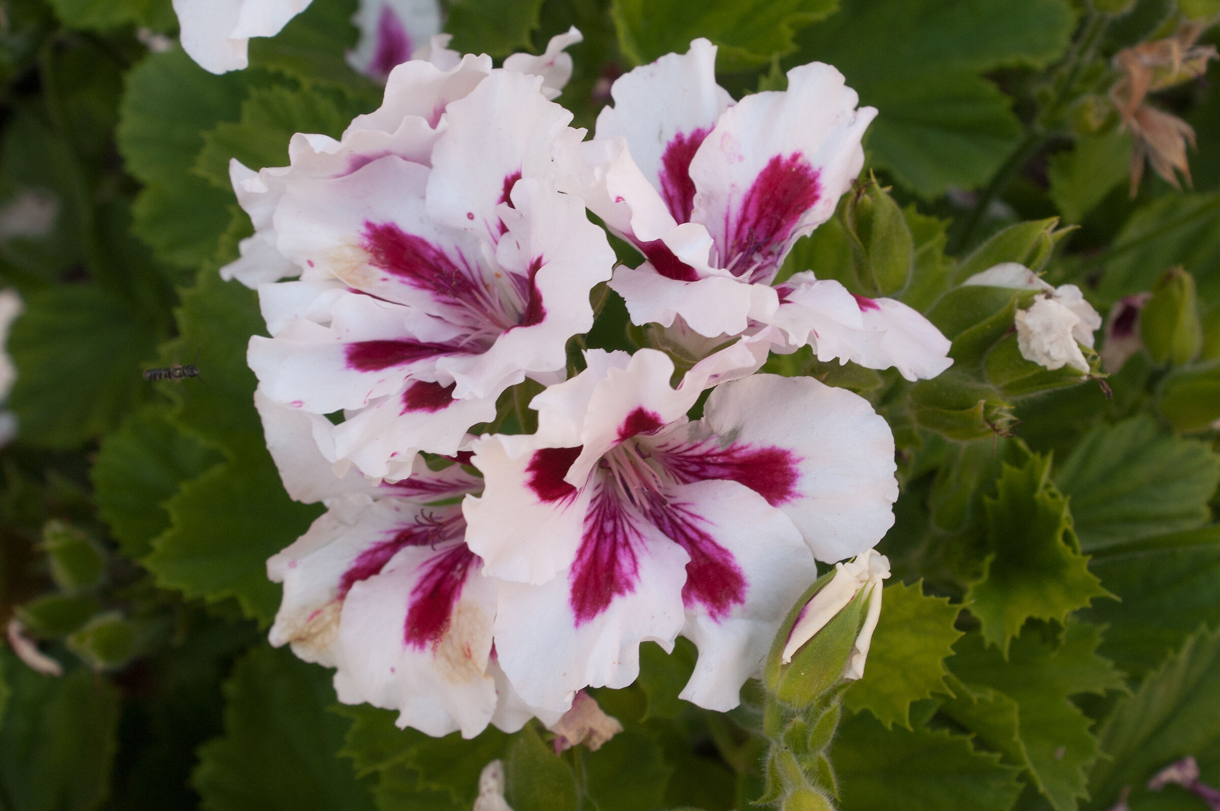 Geraniums
