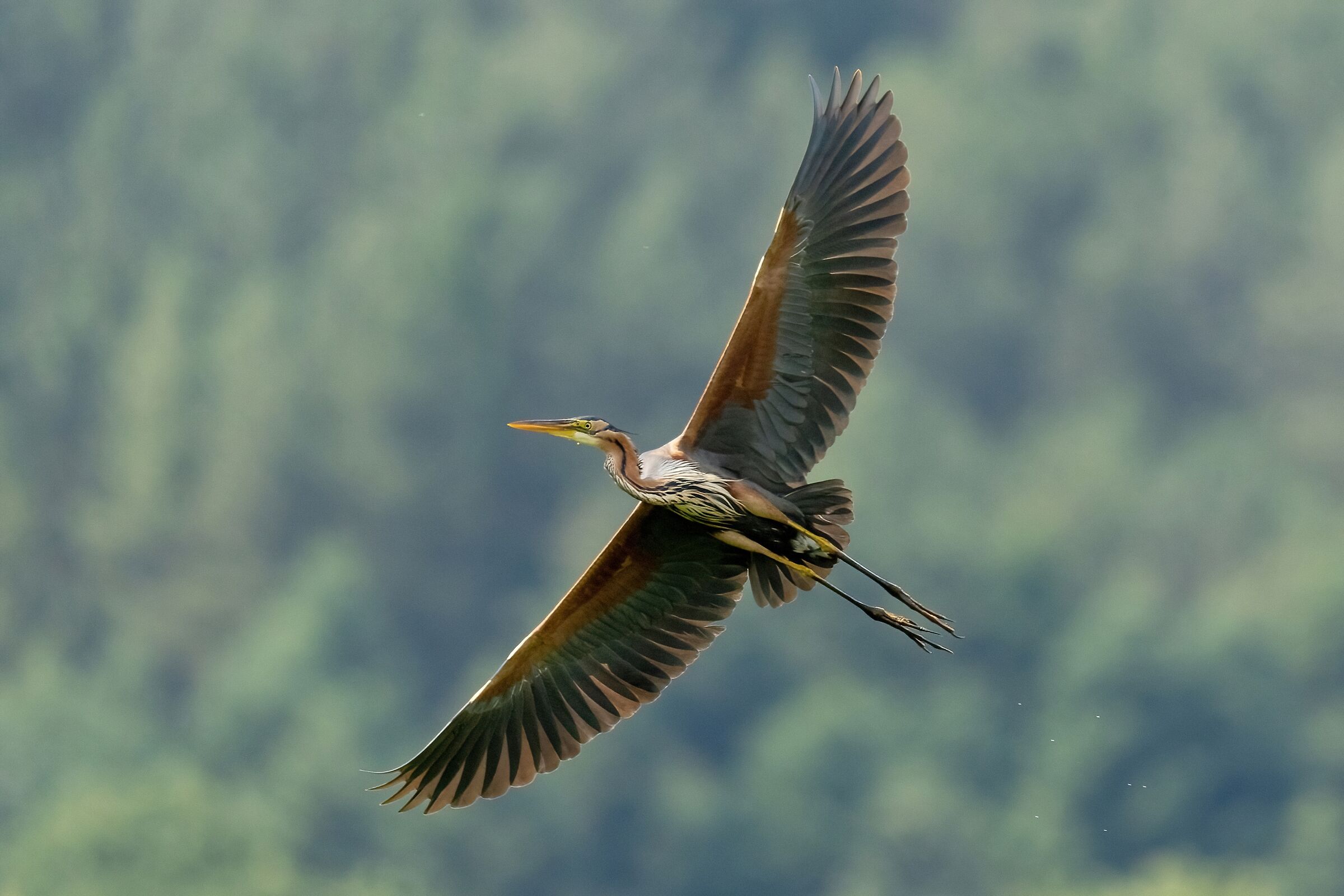 Airone rosso (Ardea purpurea)
