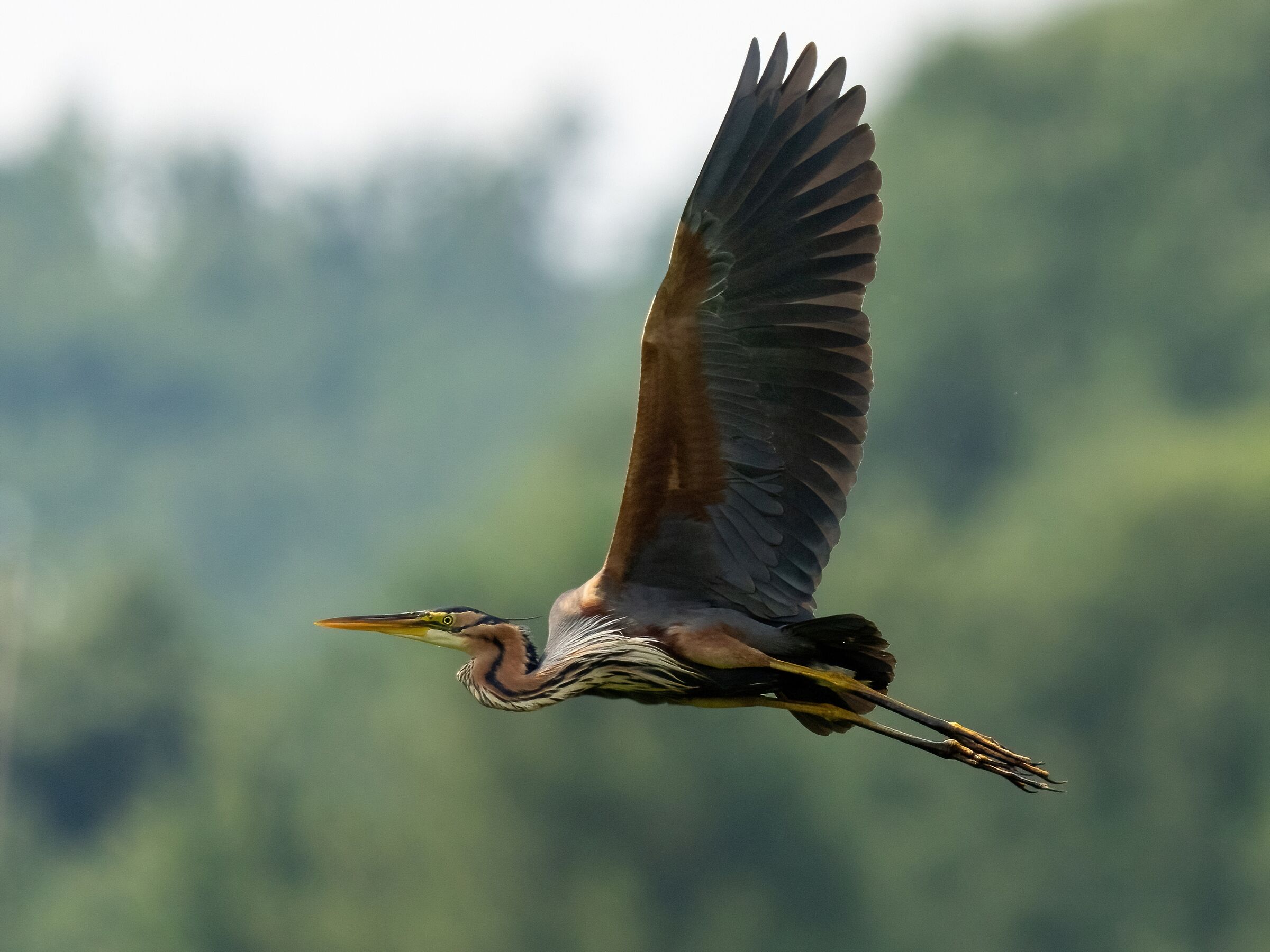 Airone rosso (Ardea purpurea)