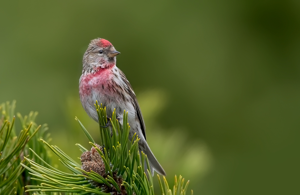 Redpoll male